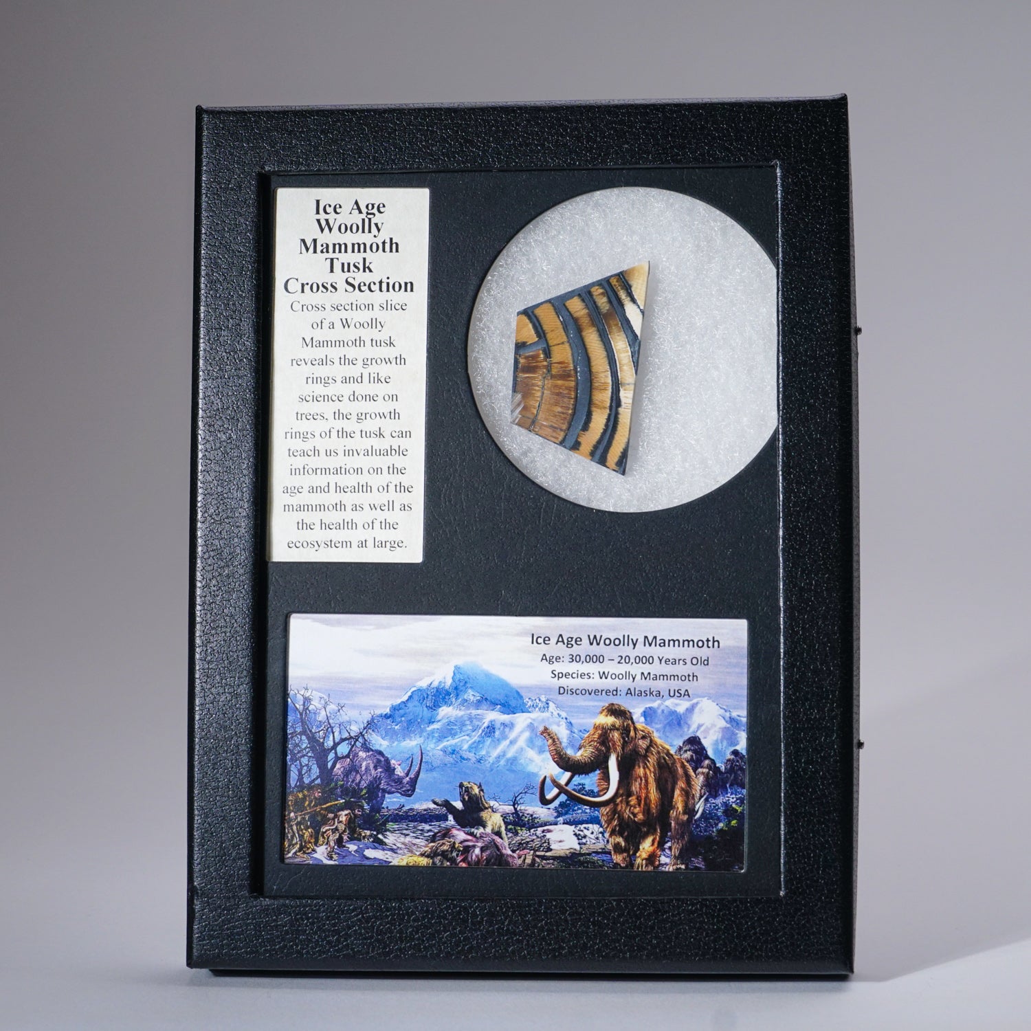 Genuine Woolly Mammoth Tusk displayed in a labeled box with color image and description