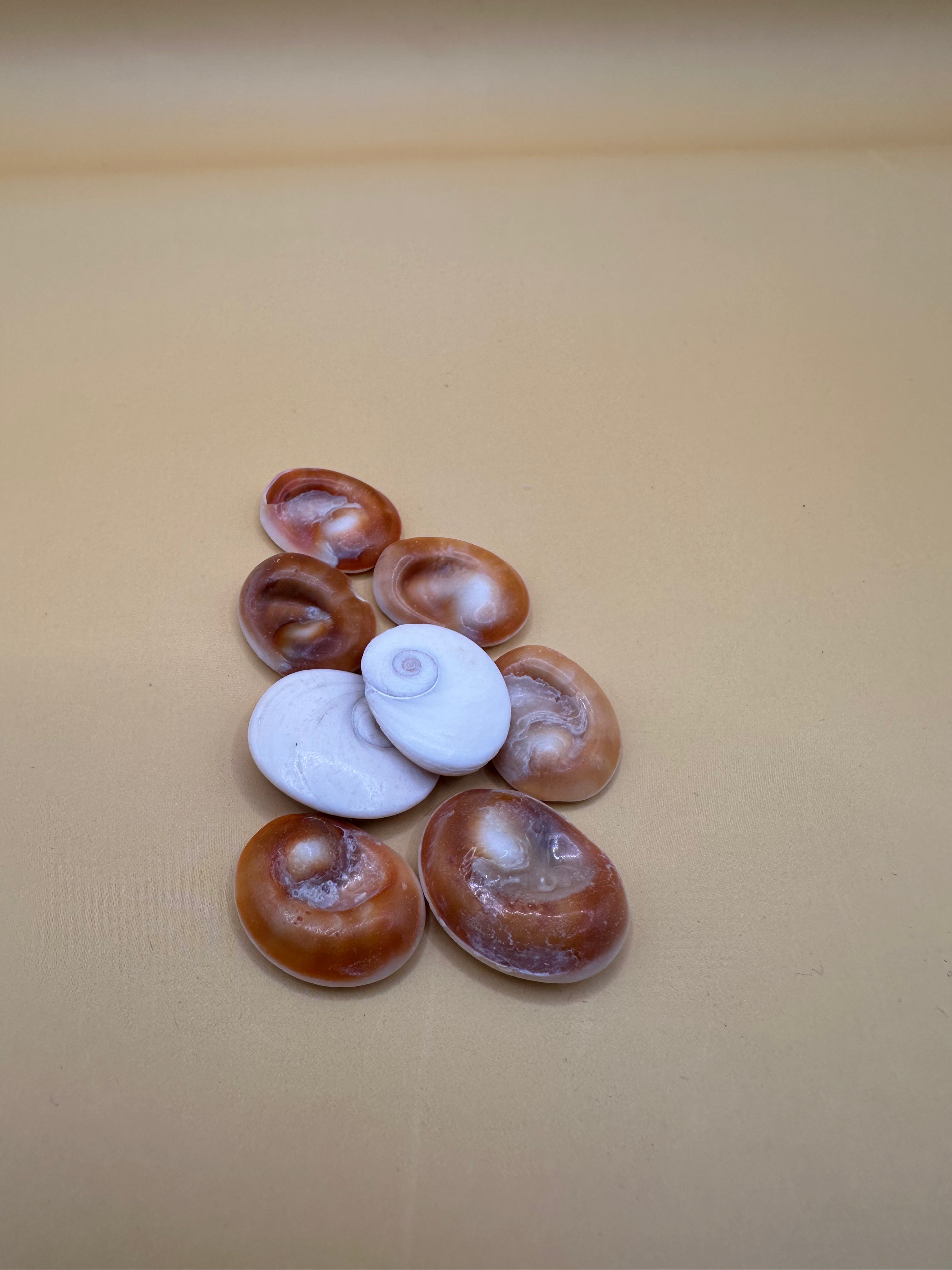 Set of 4 polished golden operculum shells with spiral patterns for jewelry making and crafts