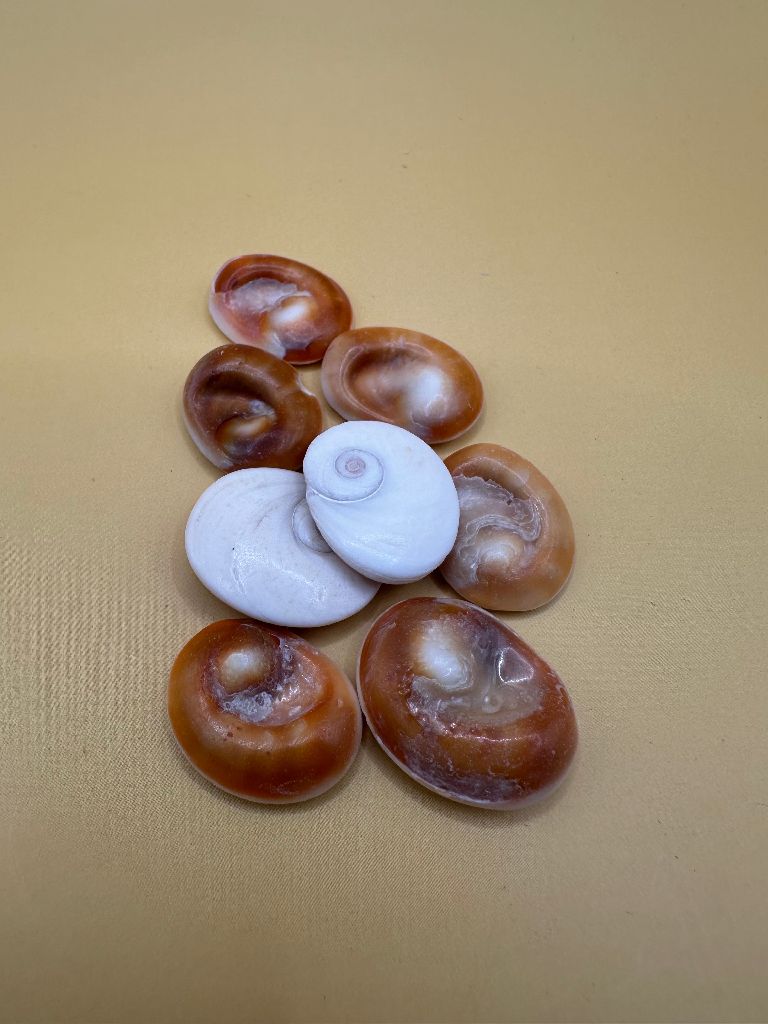 Set of 4 polished golden operculum shells with spiral patterns for jewelry making and crafts