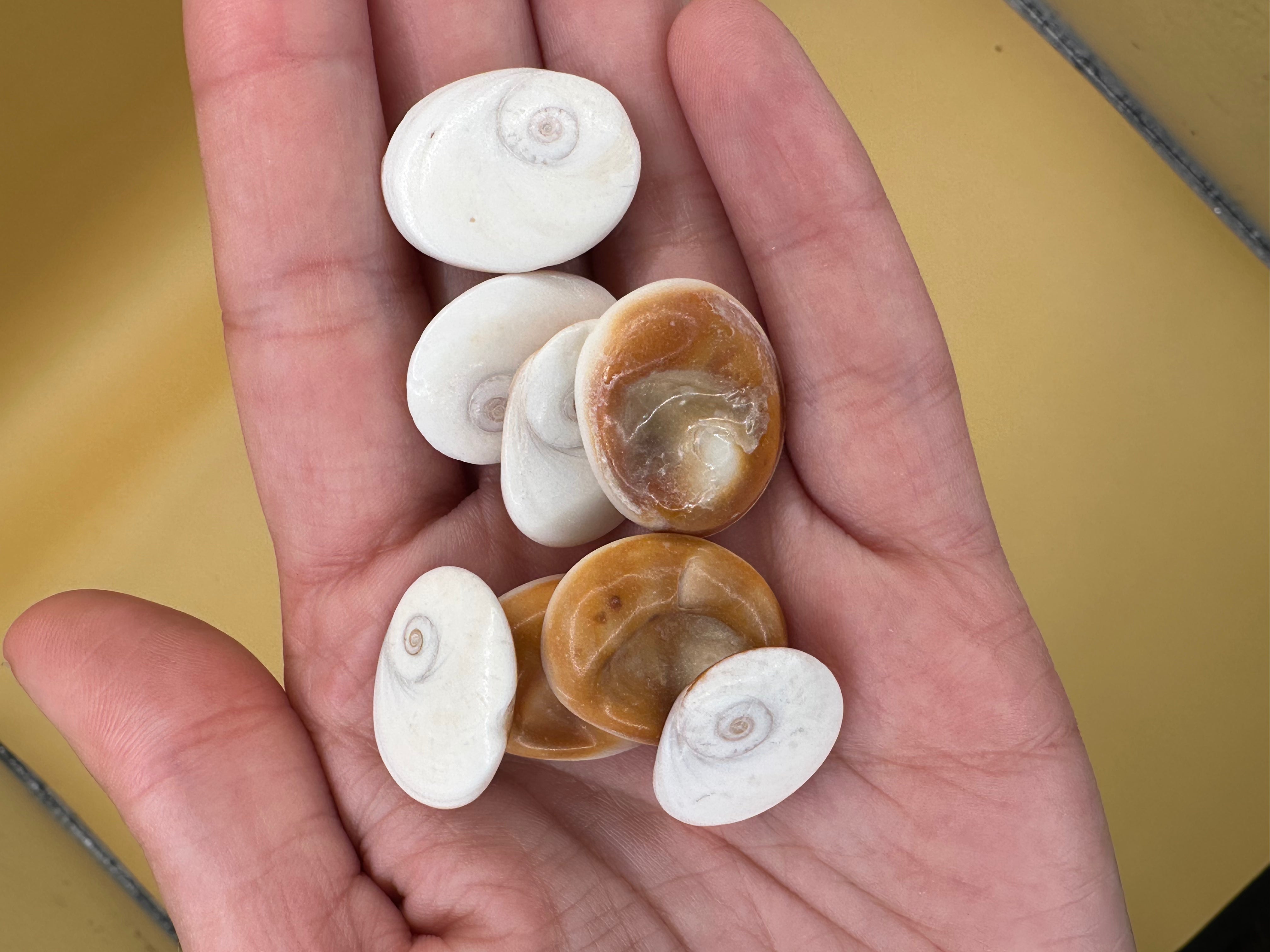 Set of 4 polished golden operculum shells with spiral patterns for jewelry making and crafts