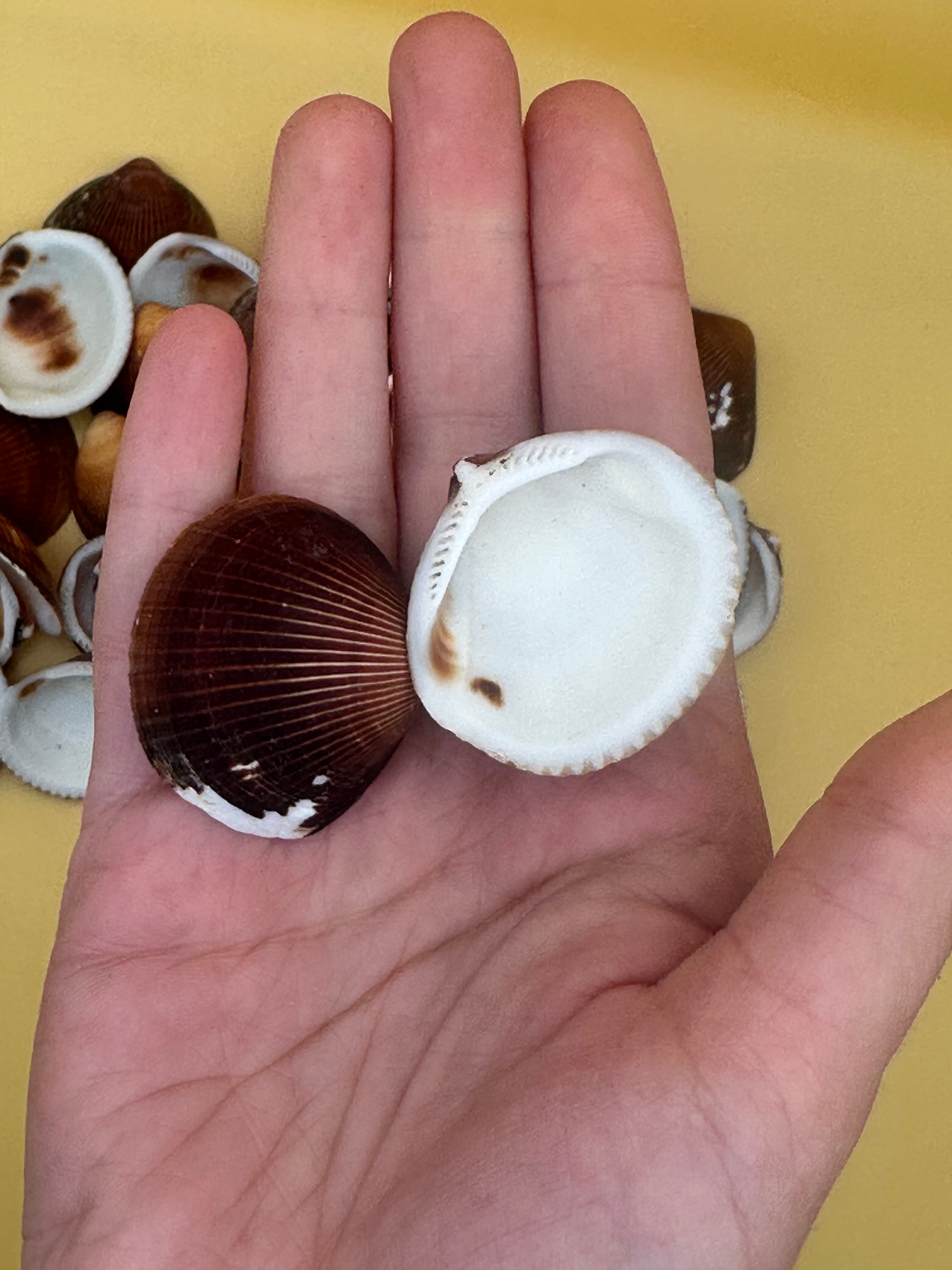 Natural brown clam shells with textured ridges for crafting and coastal decor