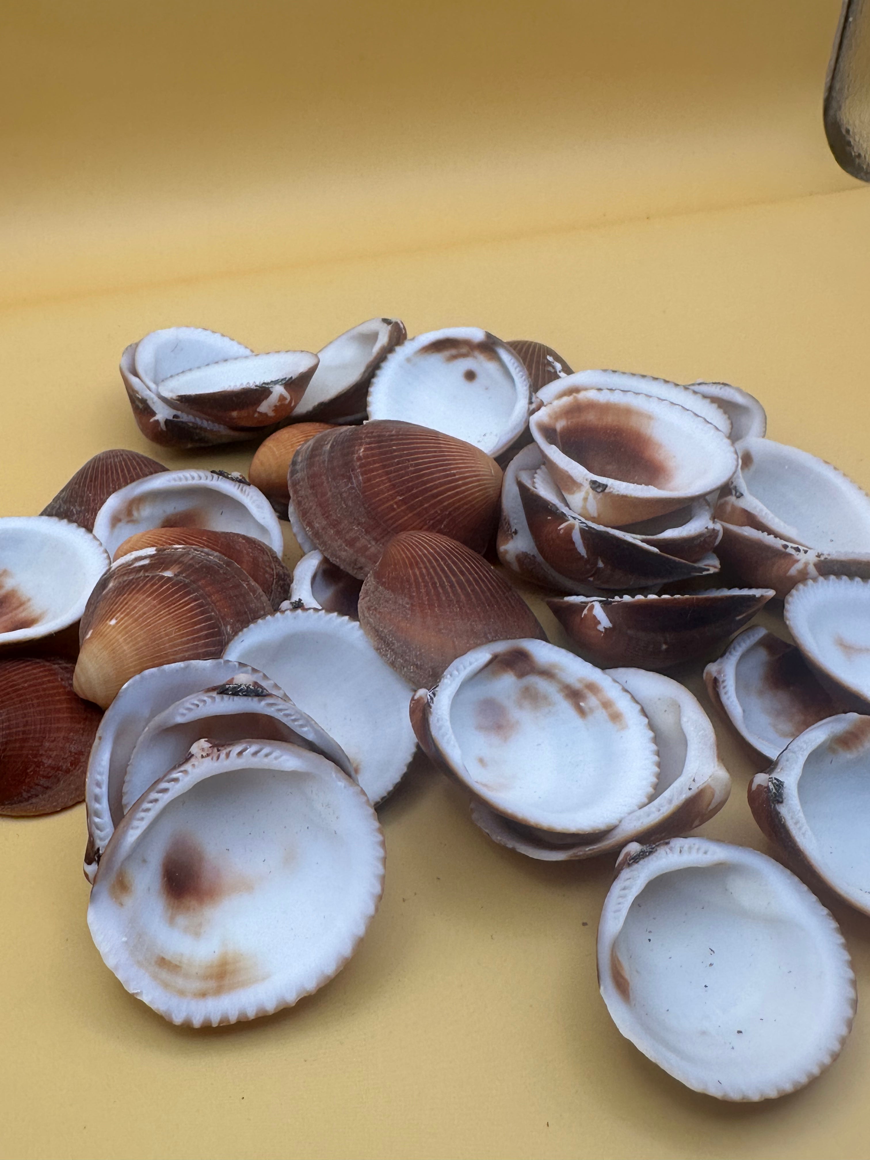 Natural brown clam shells with textured ridges for crafting and coastal decor