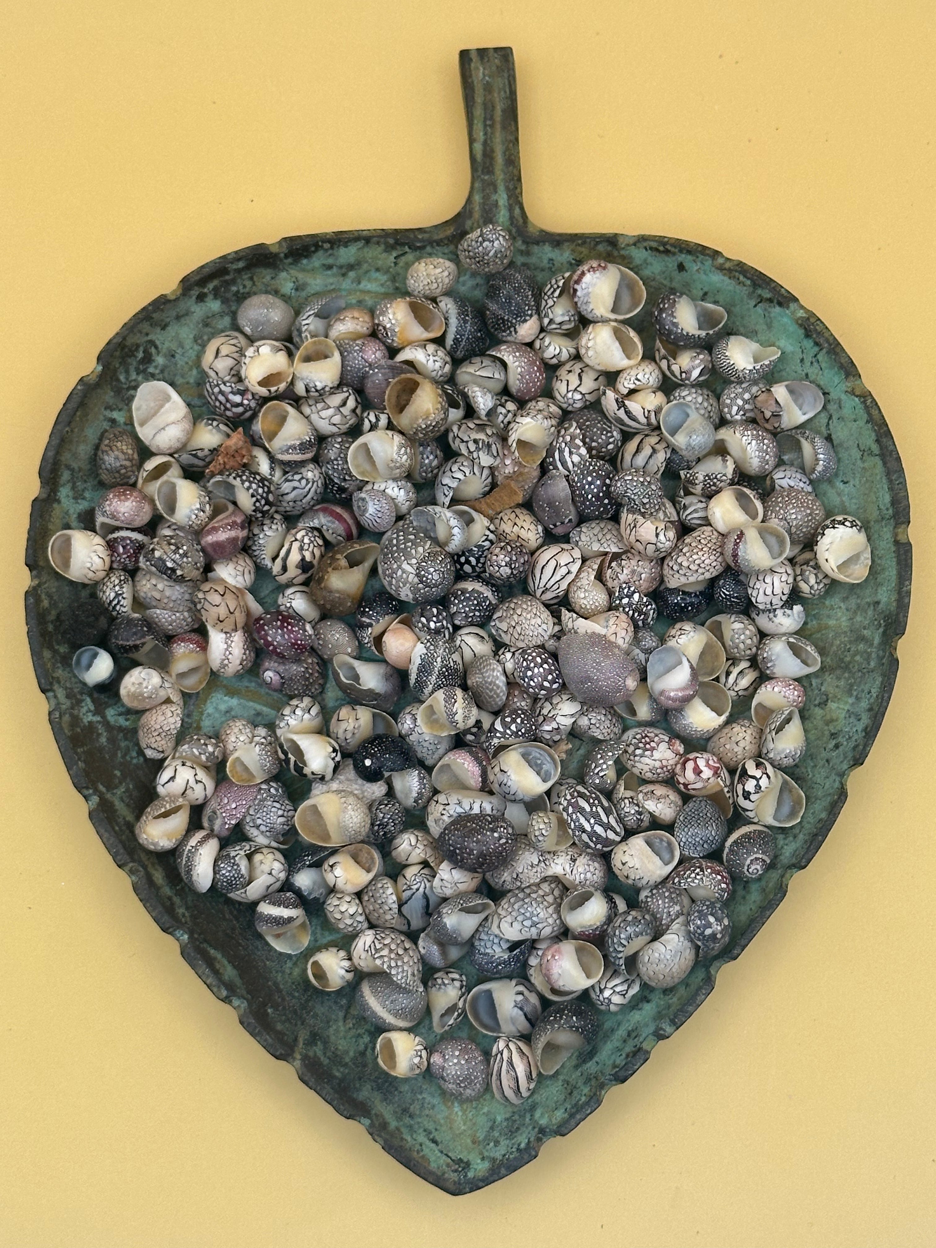 Set of 10 mixed micro Nerita shells in reds, pinks, black, white, and cream colors with unique natural patterns