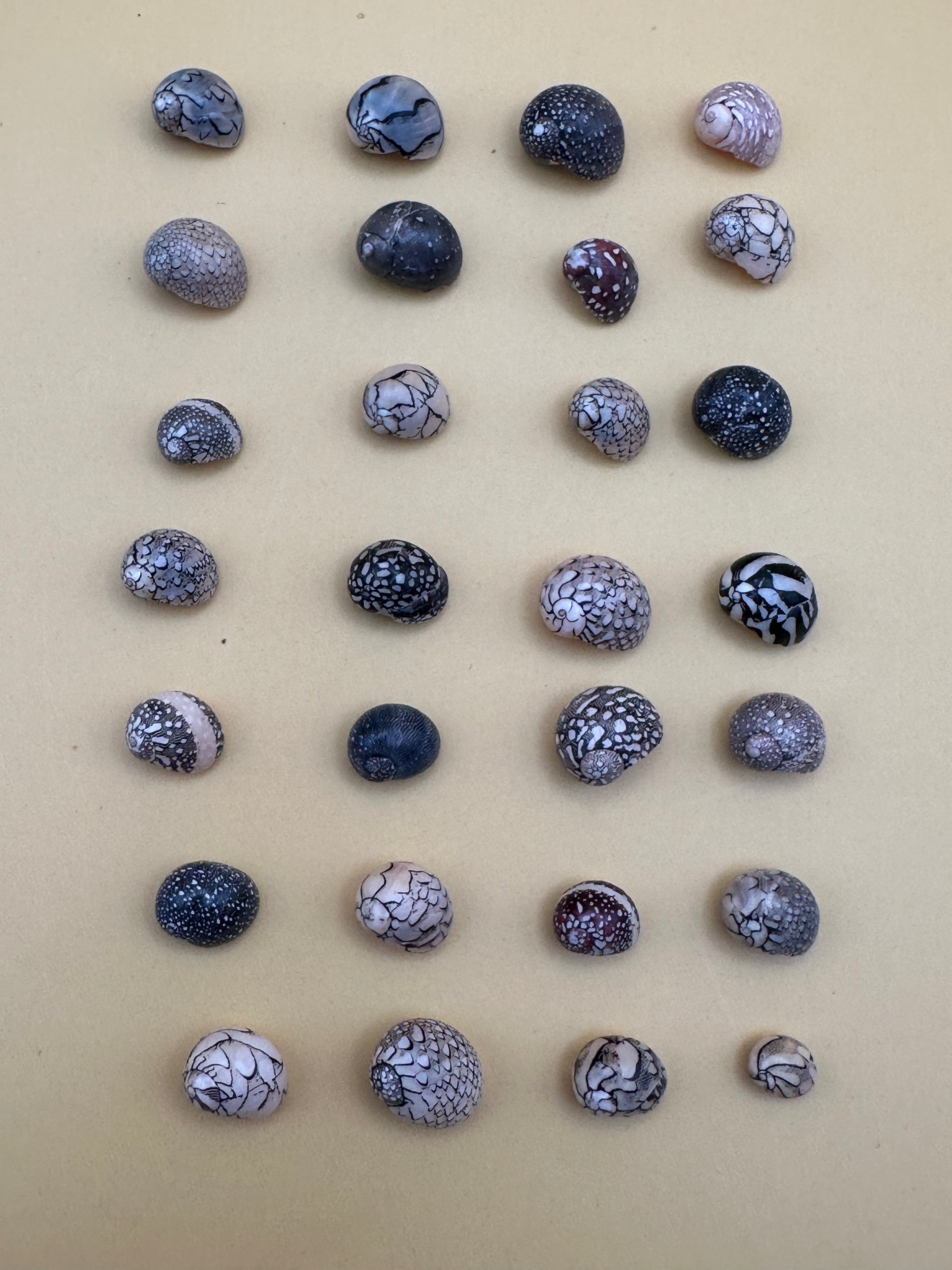 Set of 10 mixed micro Nerita shells in reds, pinks, black, white, and cream colors with unique natural patterns