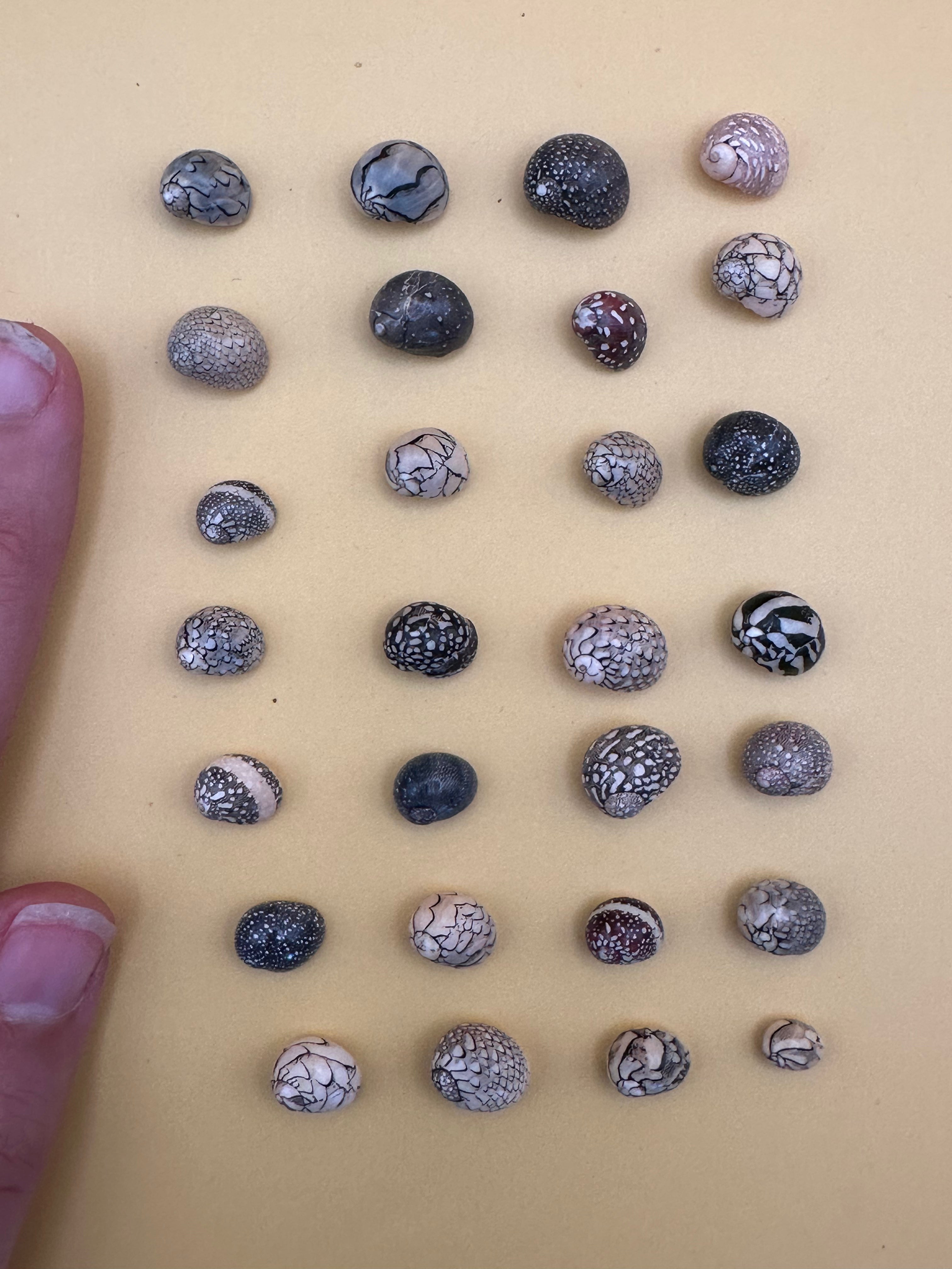 Set of 10 mixed micro Nerita shells in reds, pinks, black, white, and cream colors with unique natural patterns