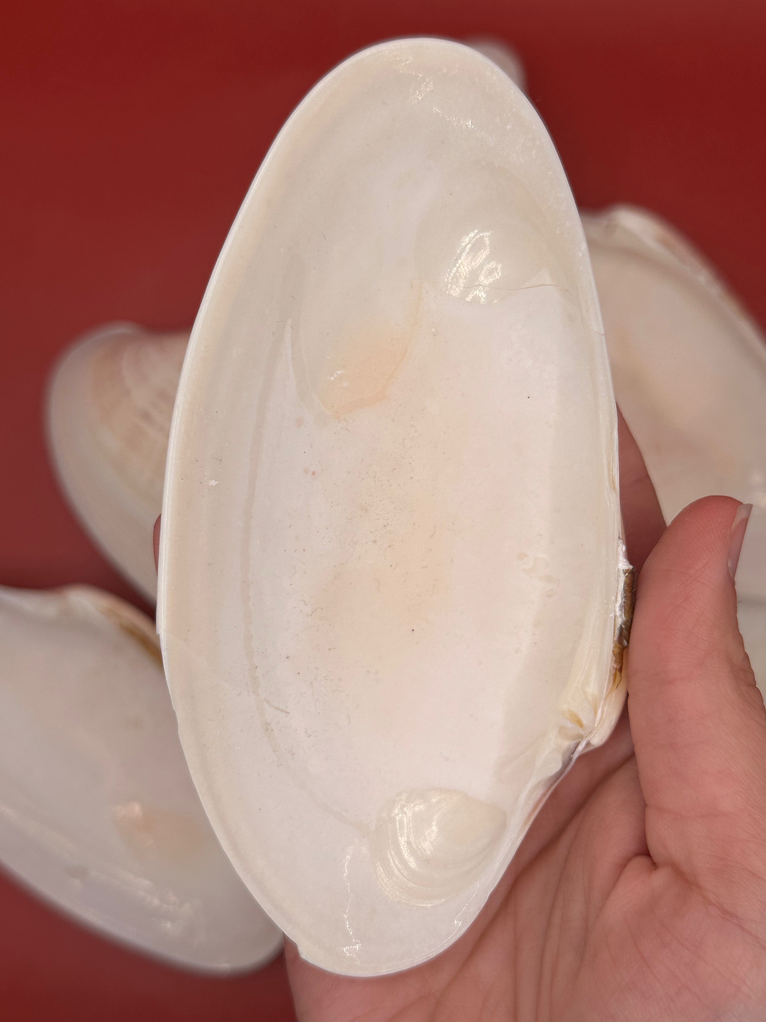 Bulk Sunray Venus Clam Halves with natural cream and tan striping for crafting and decoupage