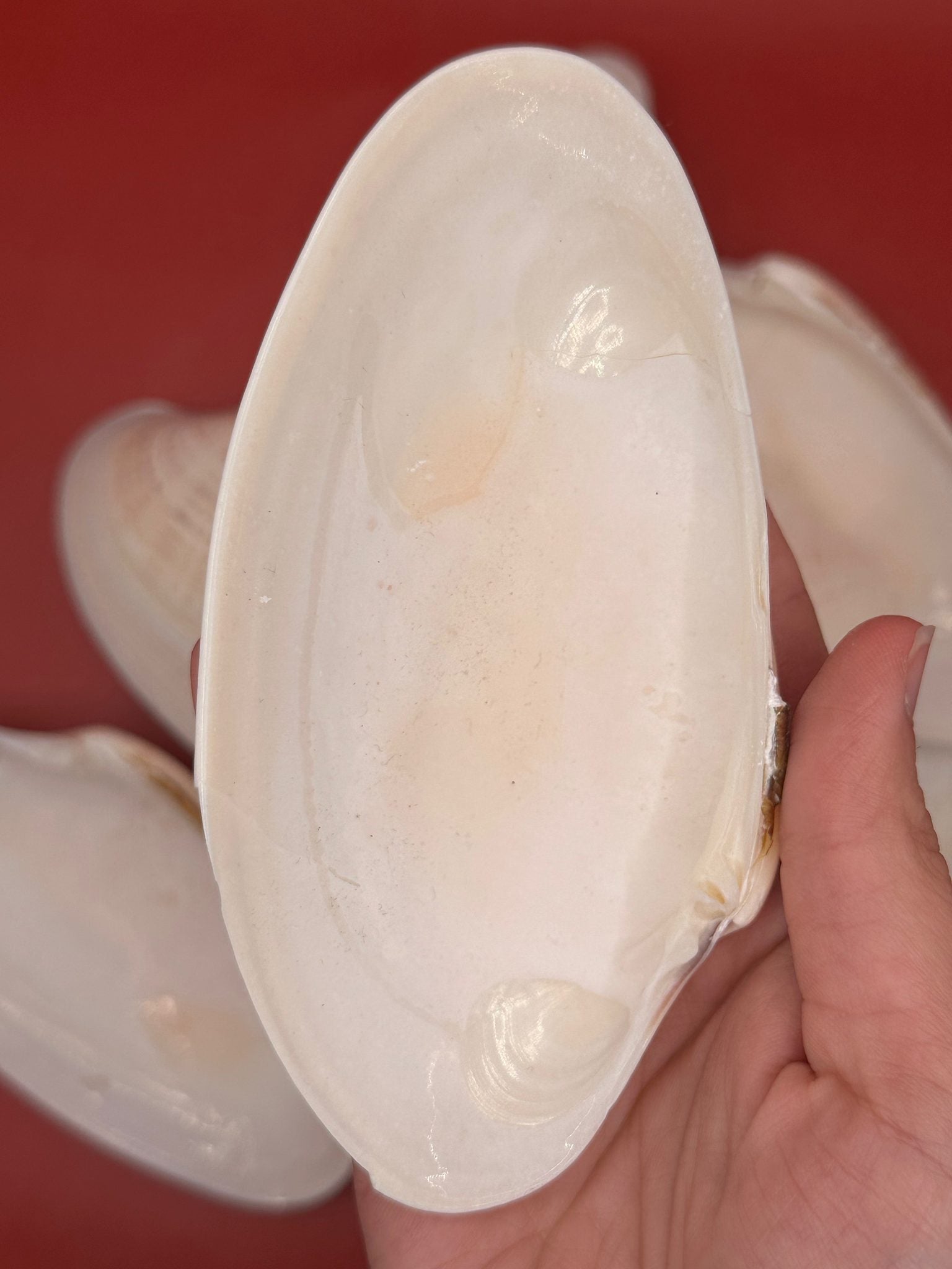 Bulk Sunray Venus Clam Halves with natural cream and tan striping for crafting and decoupage