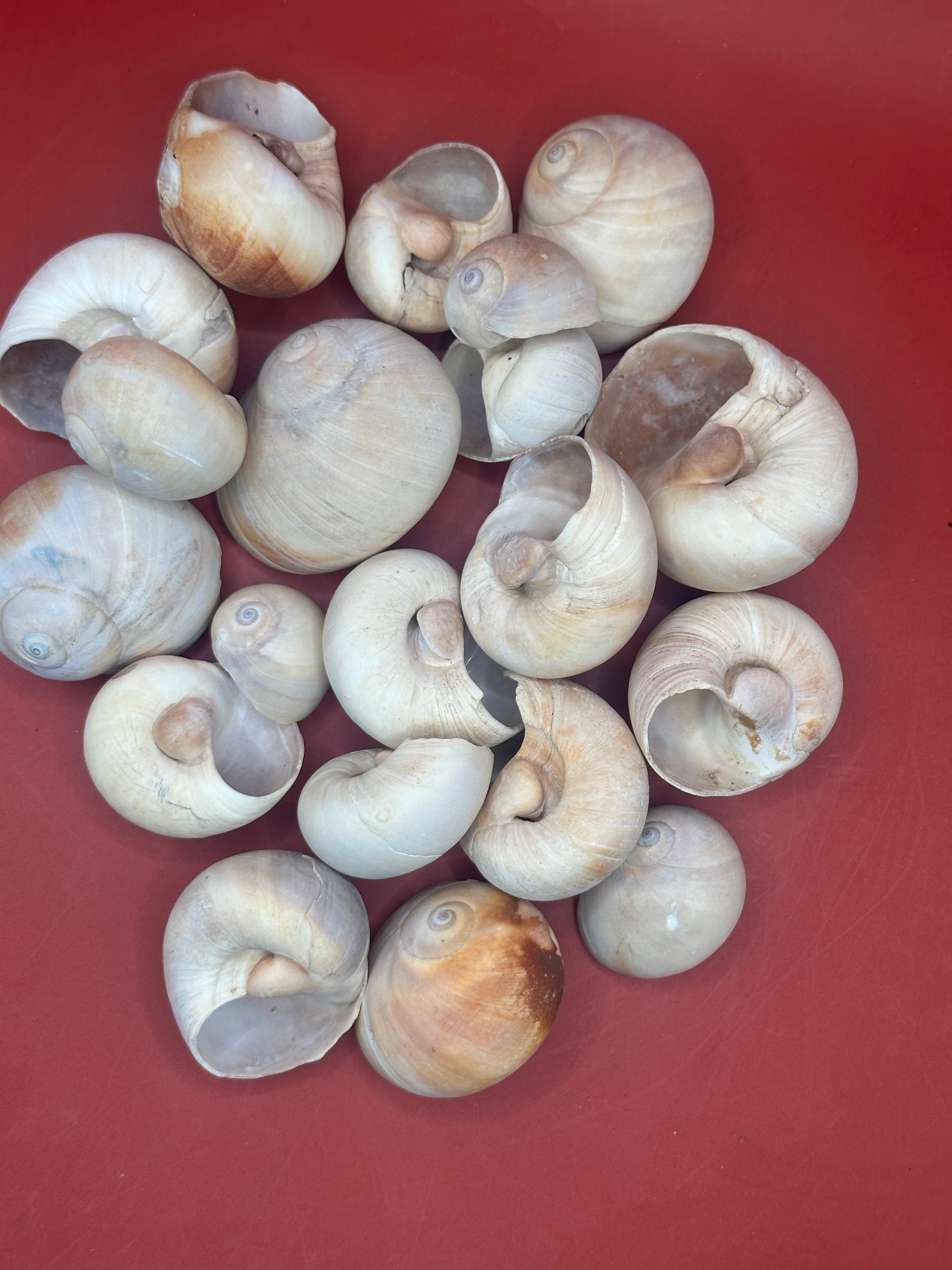 Beach collected Whale’s Eye Moon Snail shells in natural cream, tan, and brown tones