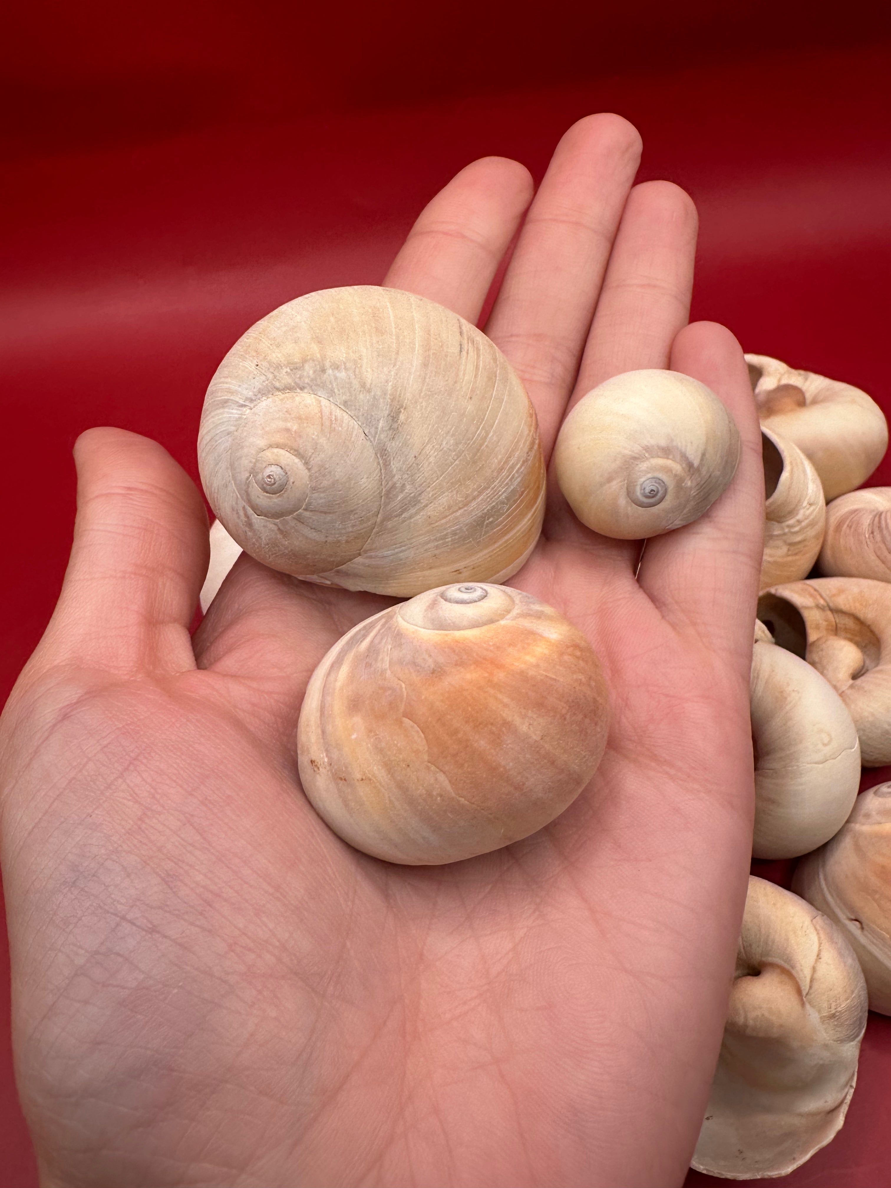Beach collected Whale’s Eye Moon Snail shells in natural cream, tan, and brown tones