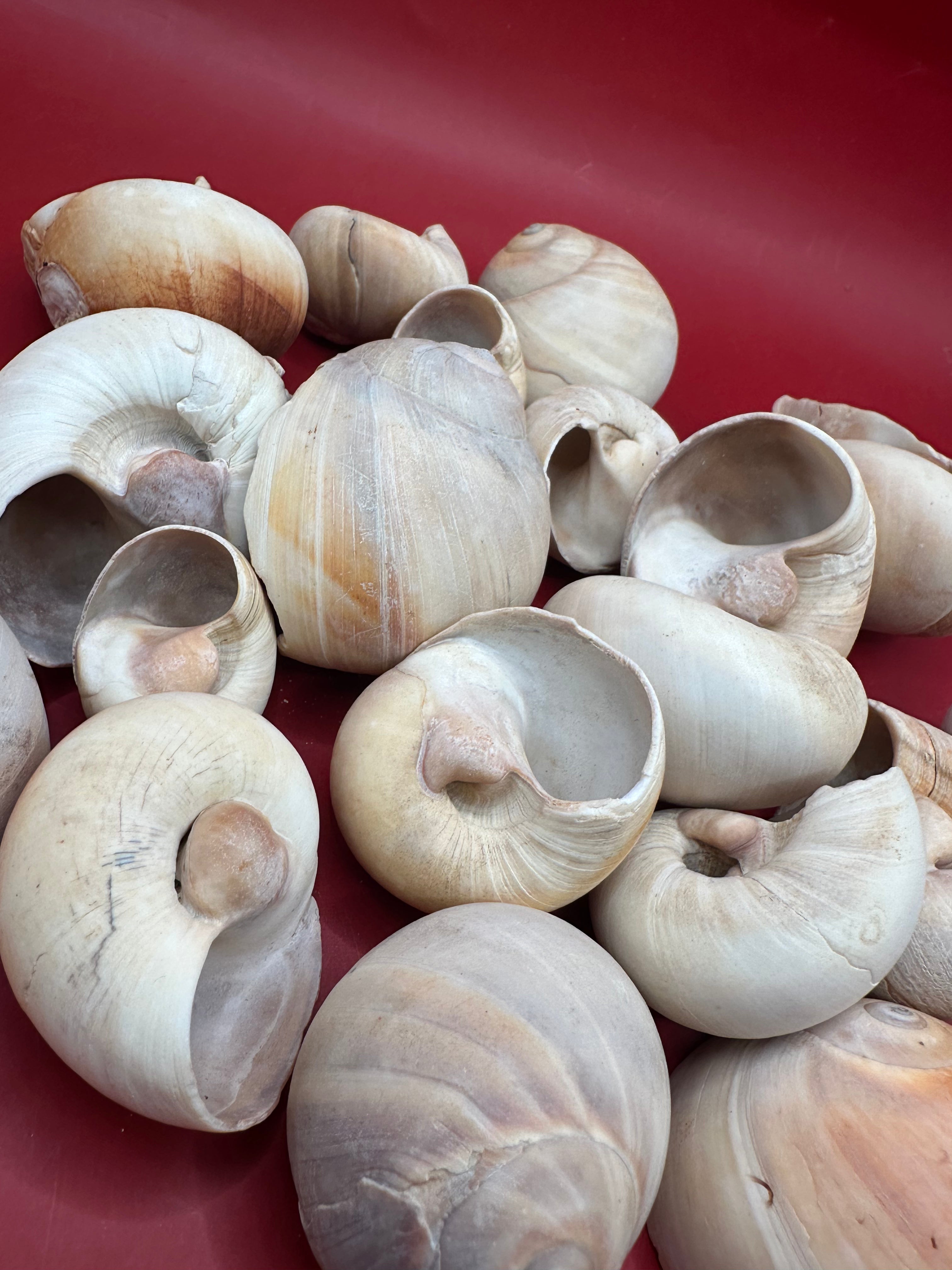Beach collected Whale’s Eye Moon Snail shells in natural cream, tan, and brown tones