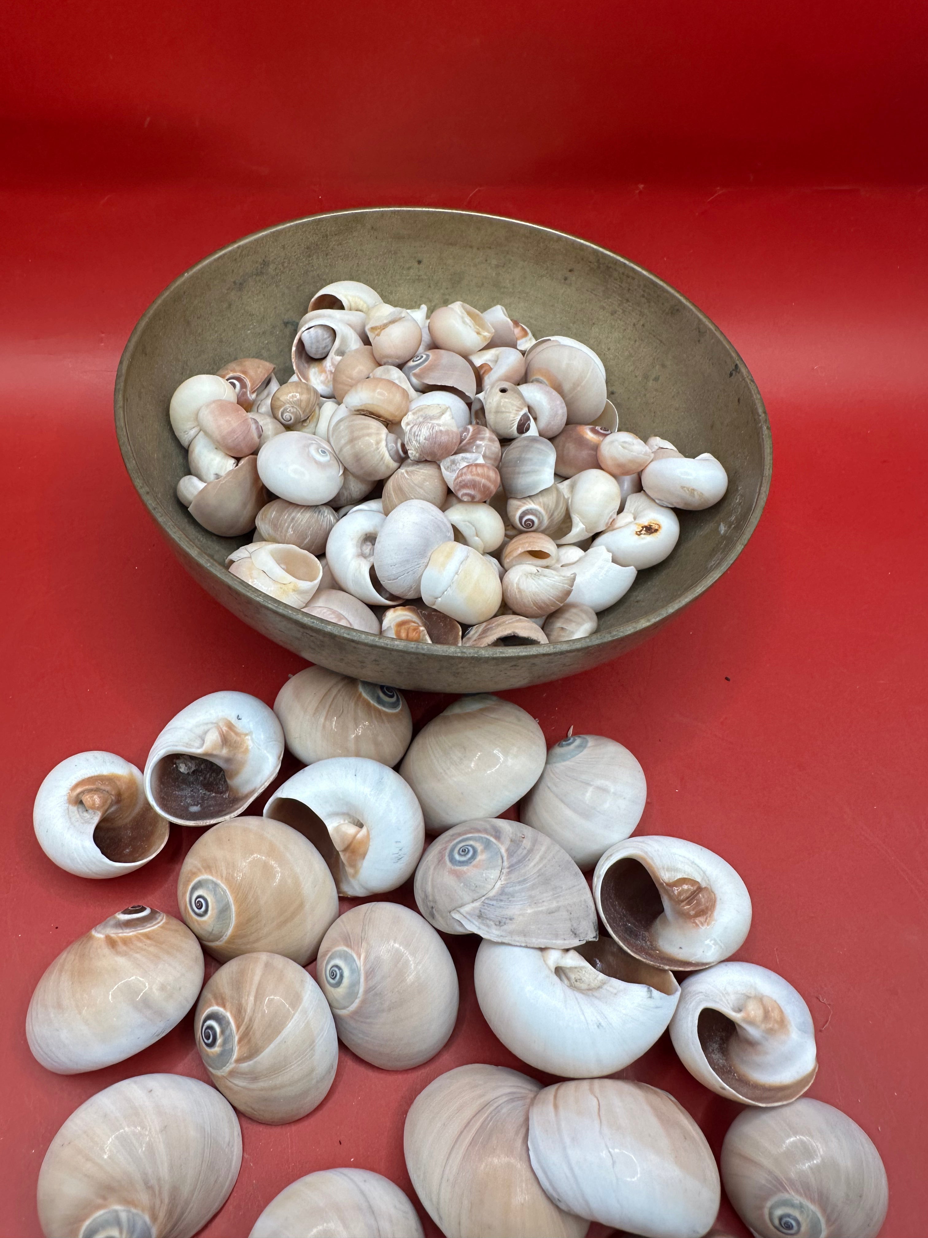 Processed Whale’s Eye Moon Snail Shells showing natural spiral patterns and soft cream, tan, and brown tones