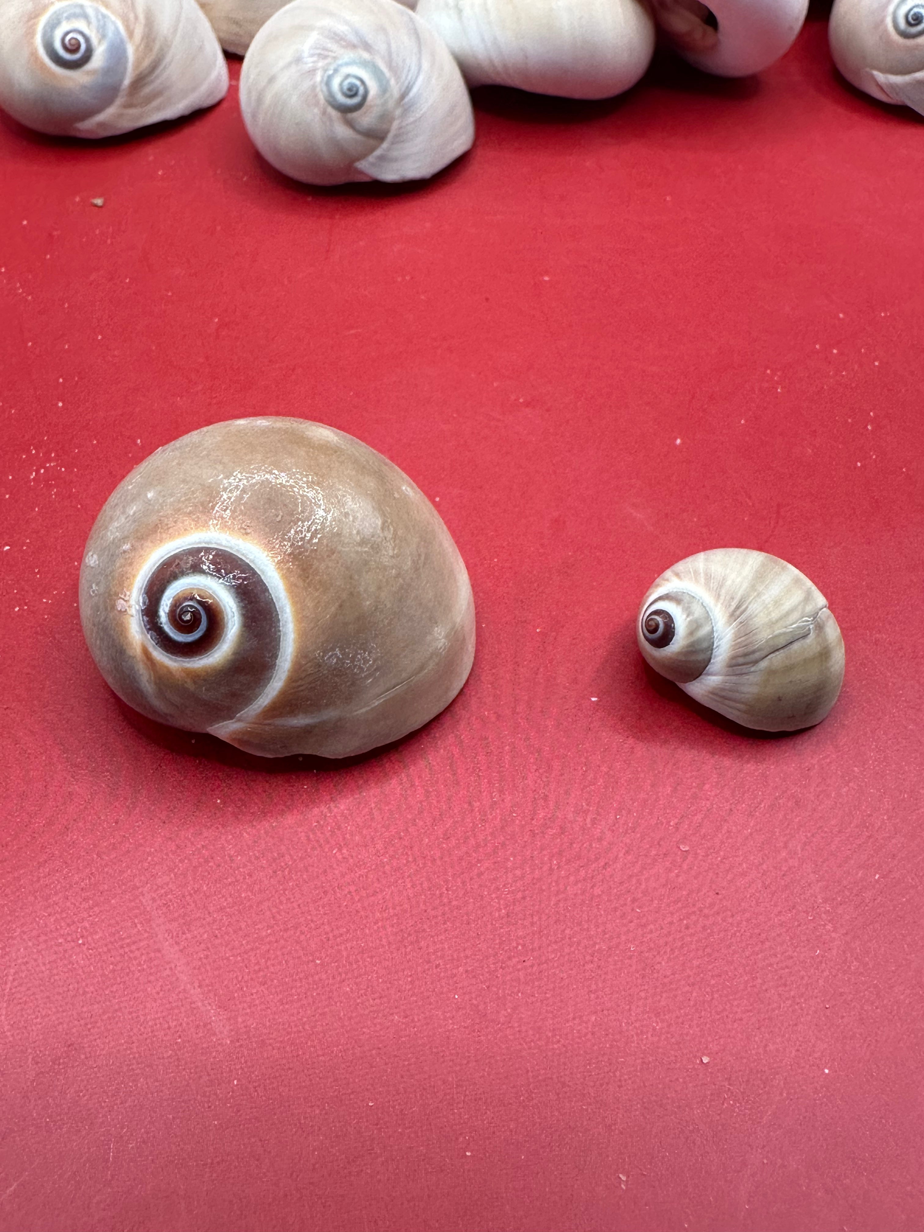 Processed Whale’s Eye Moon Snail Shells showing natural spiral patterns and soft cream, tan, and brown tones