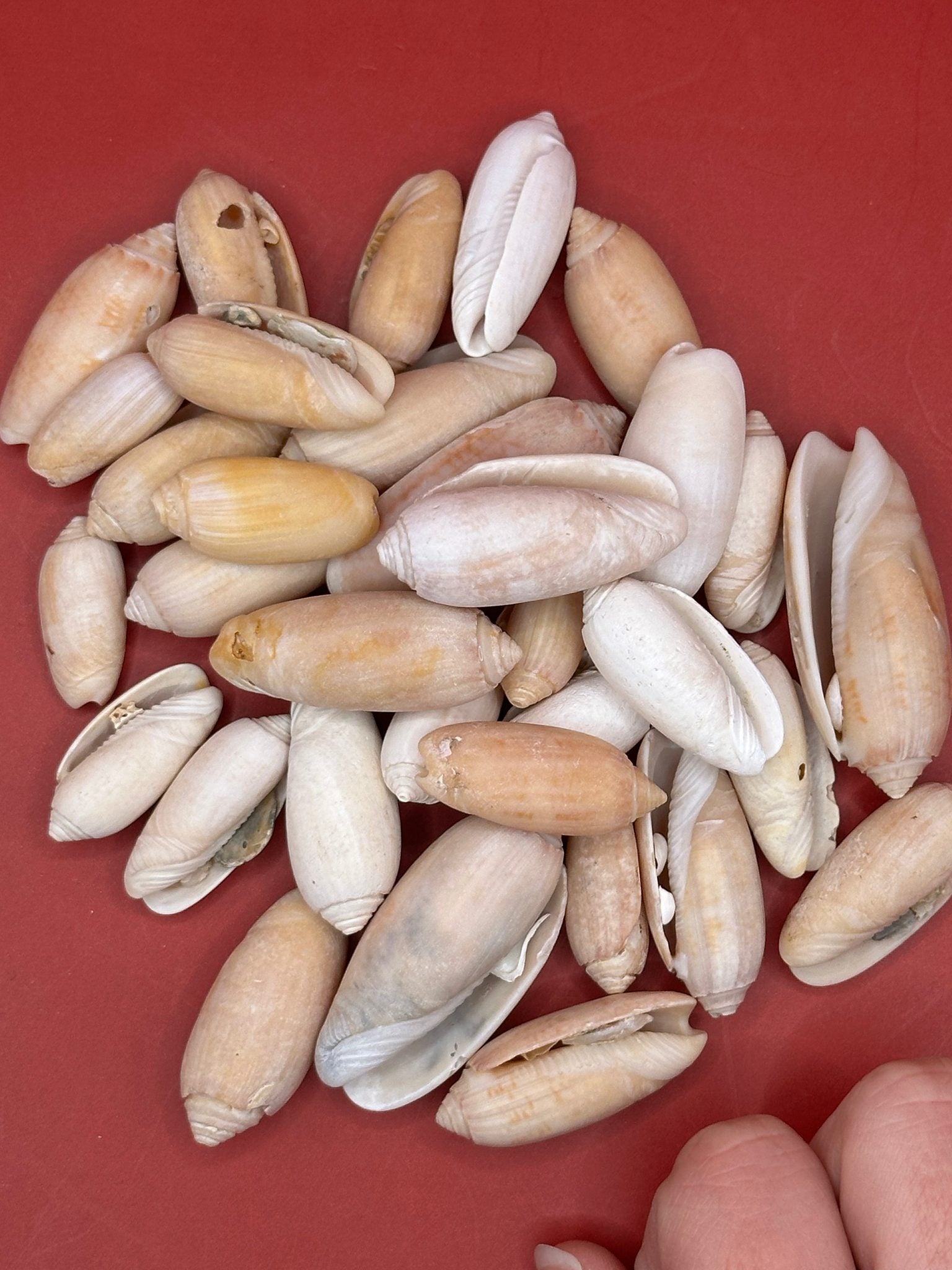 Bulk Olive Shells (Olividae) in natural cream and tan tones, beach-weathered and ready for crafting