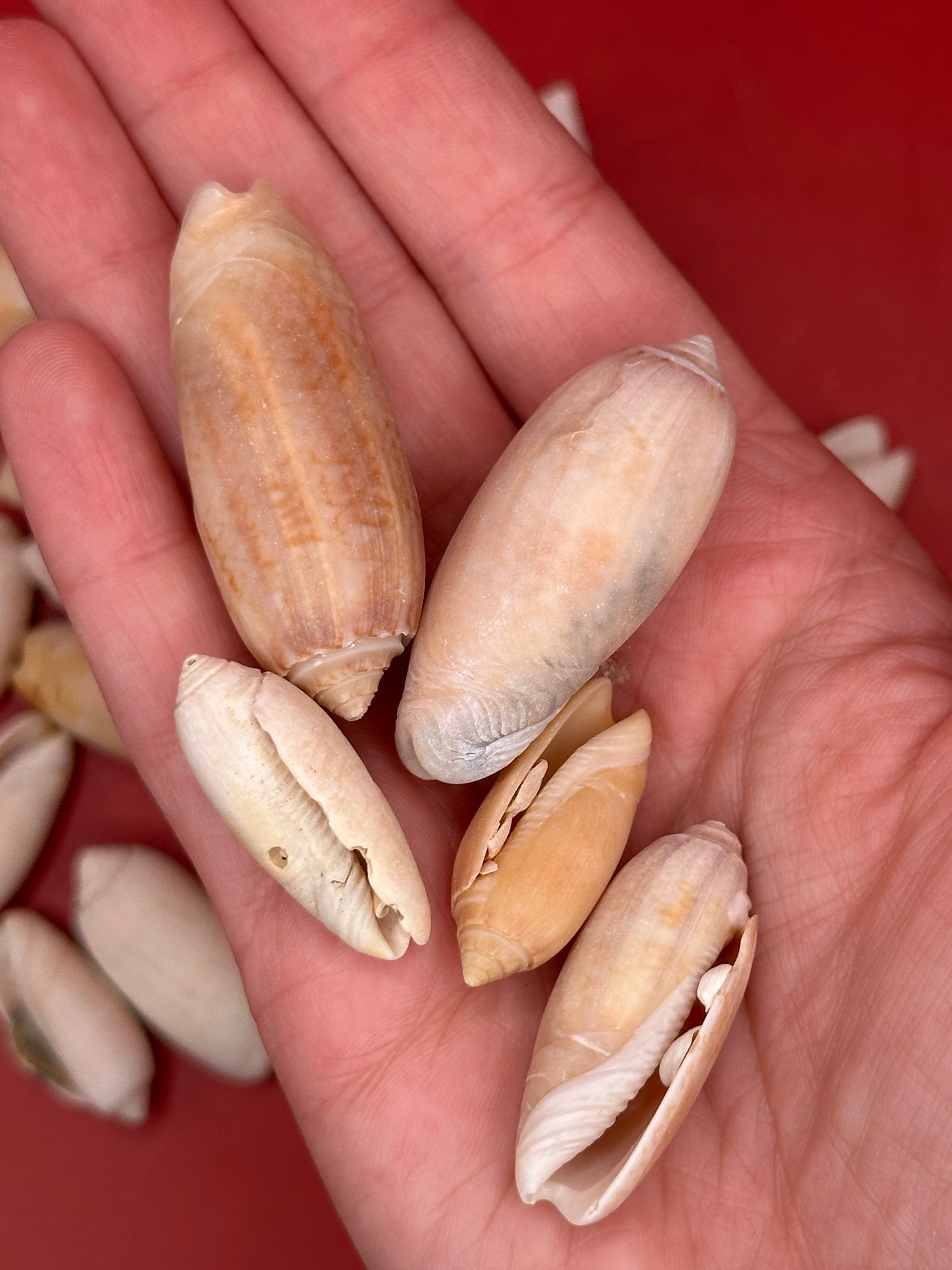 Bulk Olive Shells (Olividae) in natural cream and tan tones, beach-weathered and ready for crafting