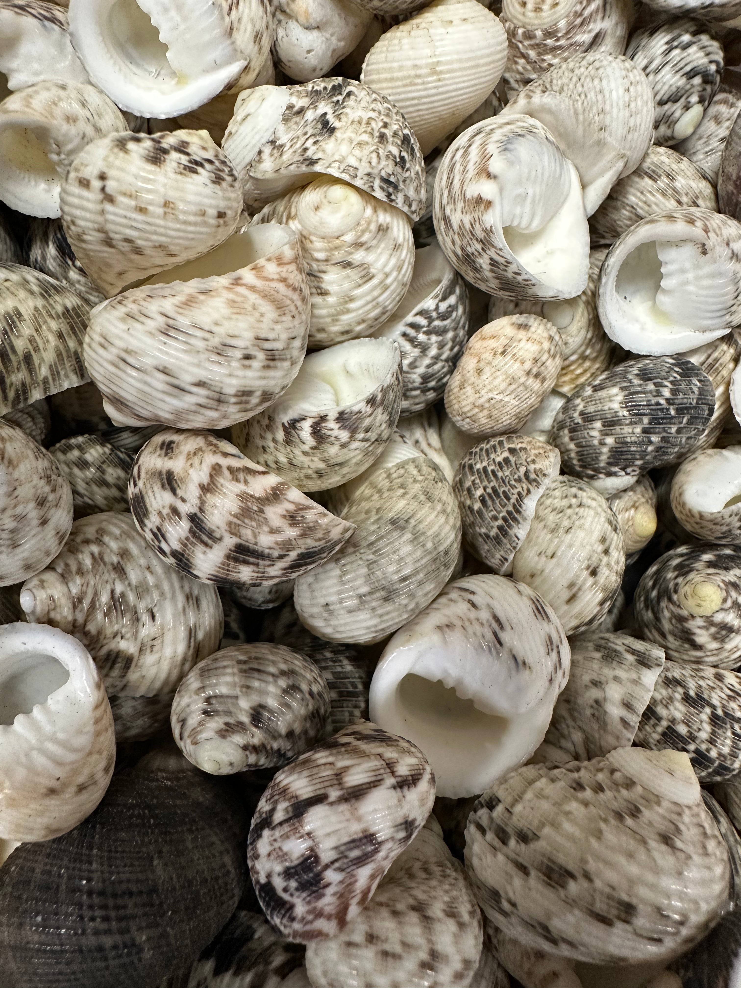 Mixed Nerita shells in black, white, cream, and brown tones with speckled and banded patterns