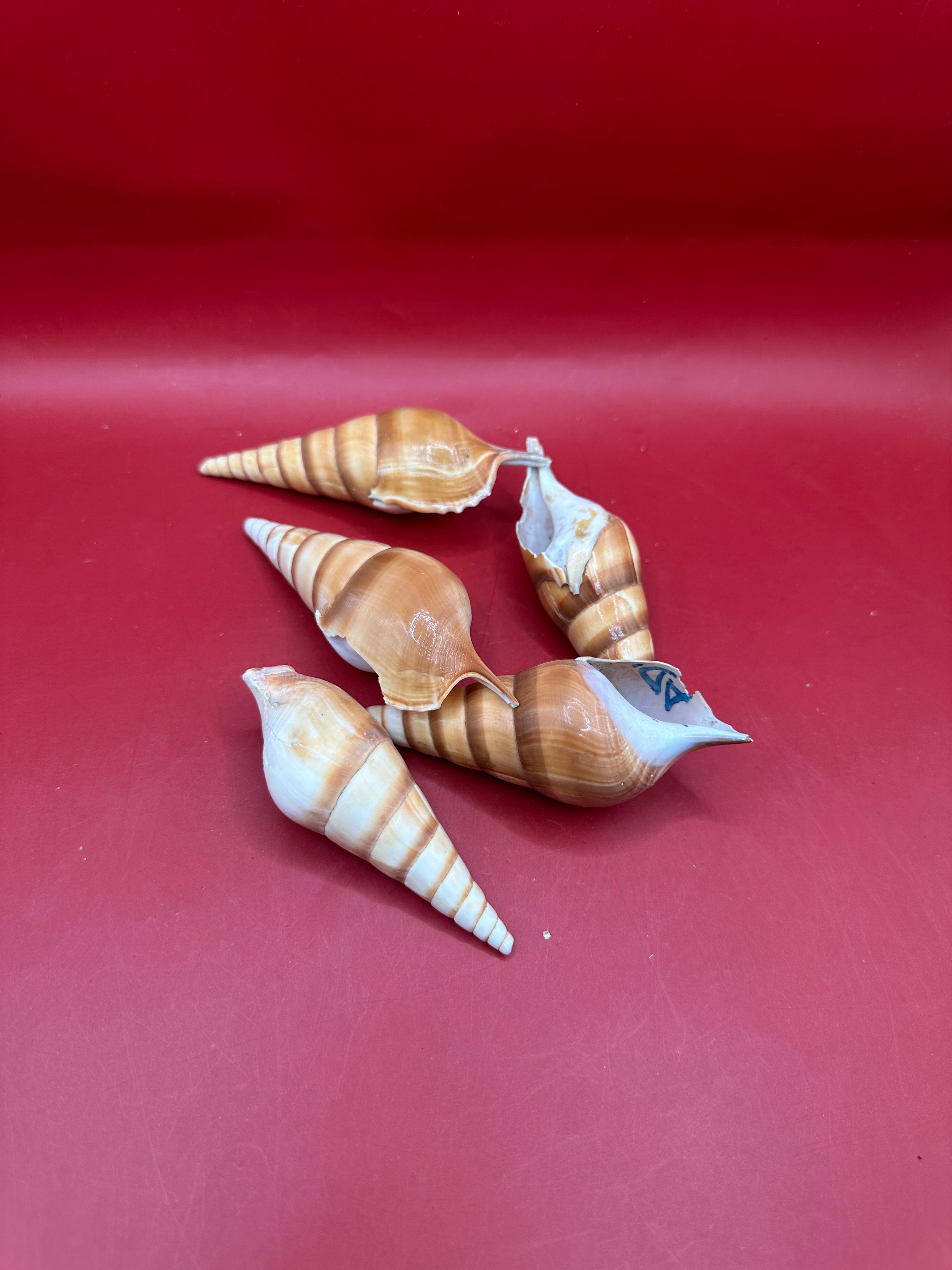 Natural Arabian Tibia spindle shells in tan and brown tones, 3 to 5 inches, arranged for crafting and coastal decor