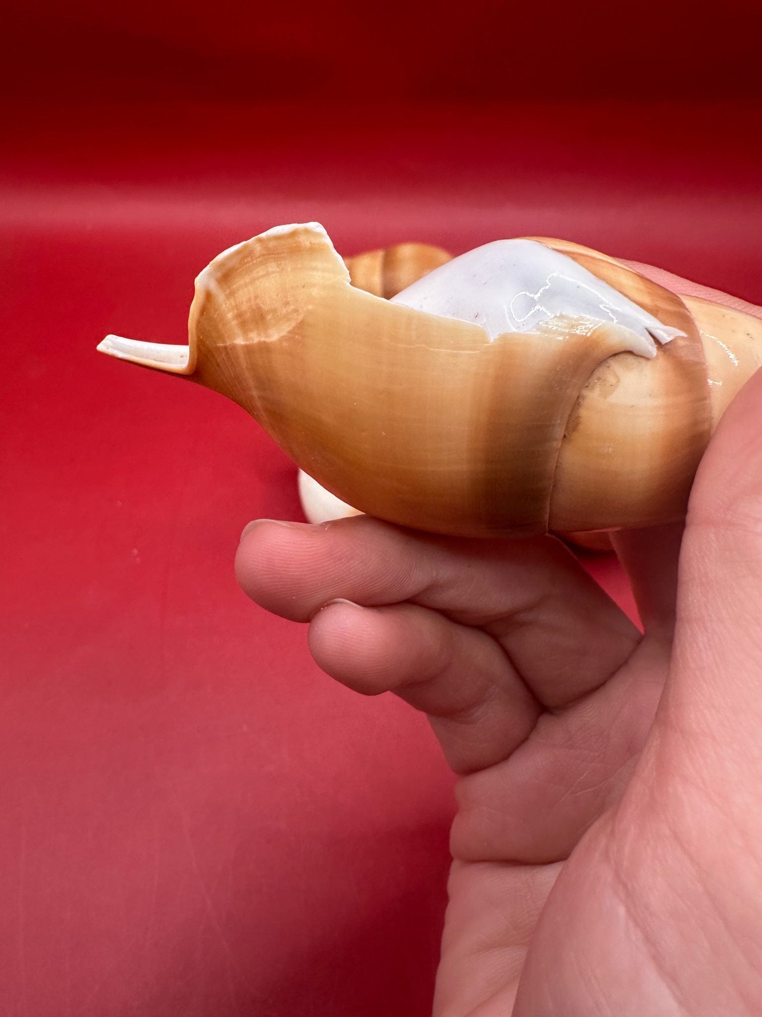 Natural Arabian Tibia spindle shells in tan and brown tones, 3 to 5 inches, arranged for crafting and coastal decor
