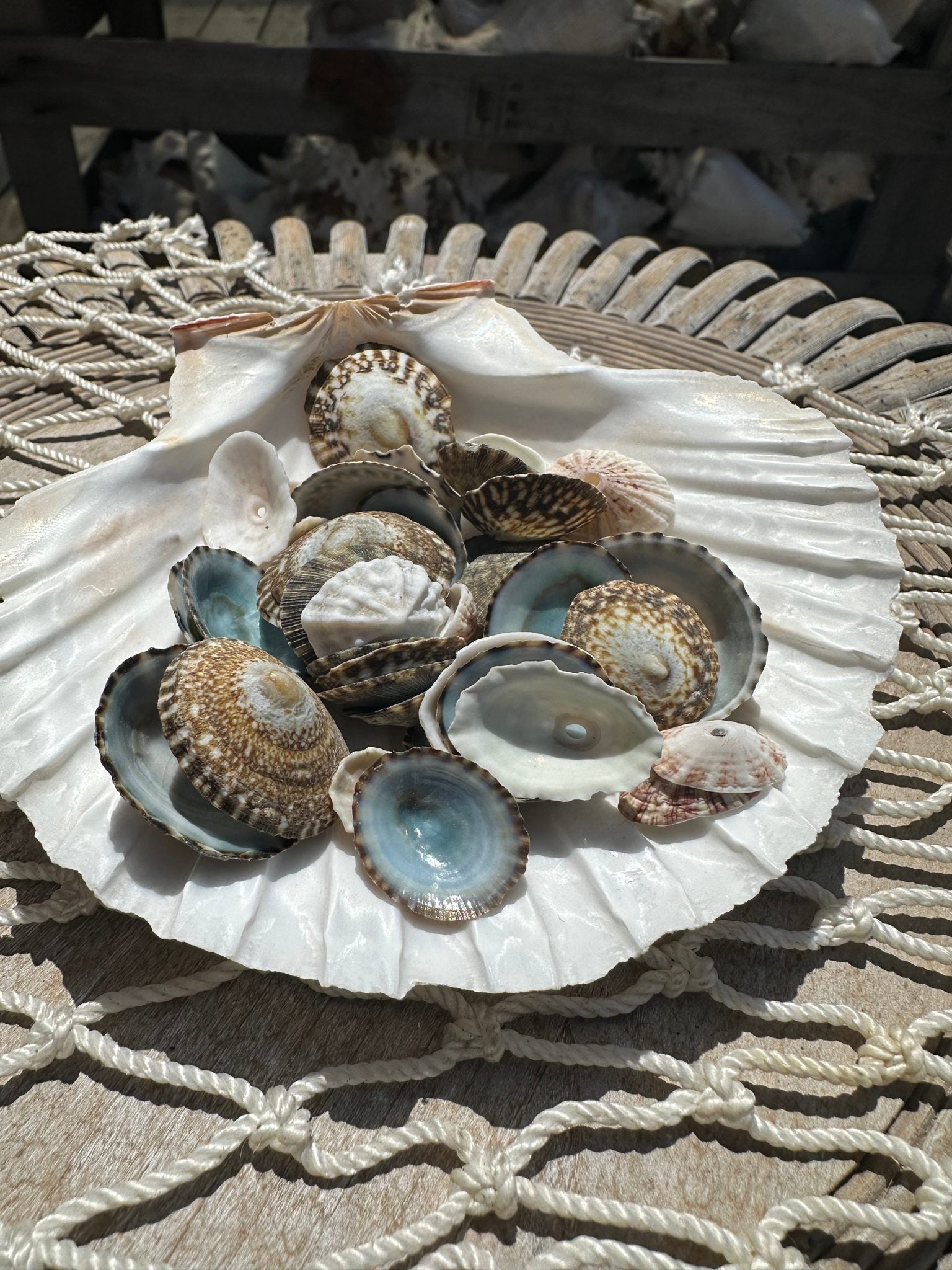 Mixed small limpet shells in natural colors for crafting and coastal decor
