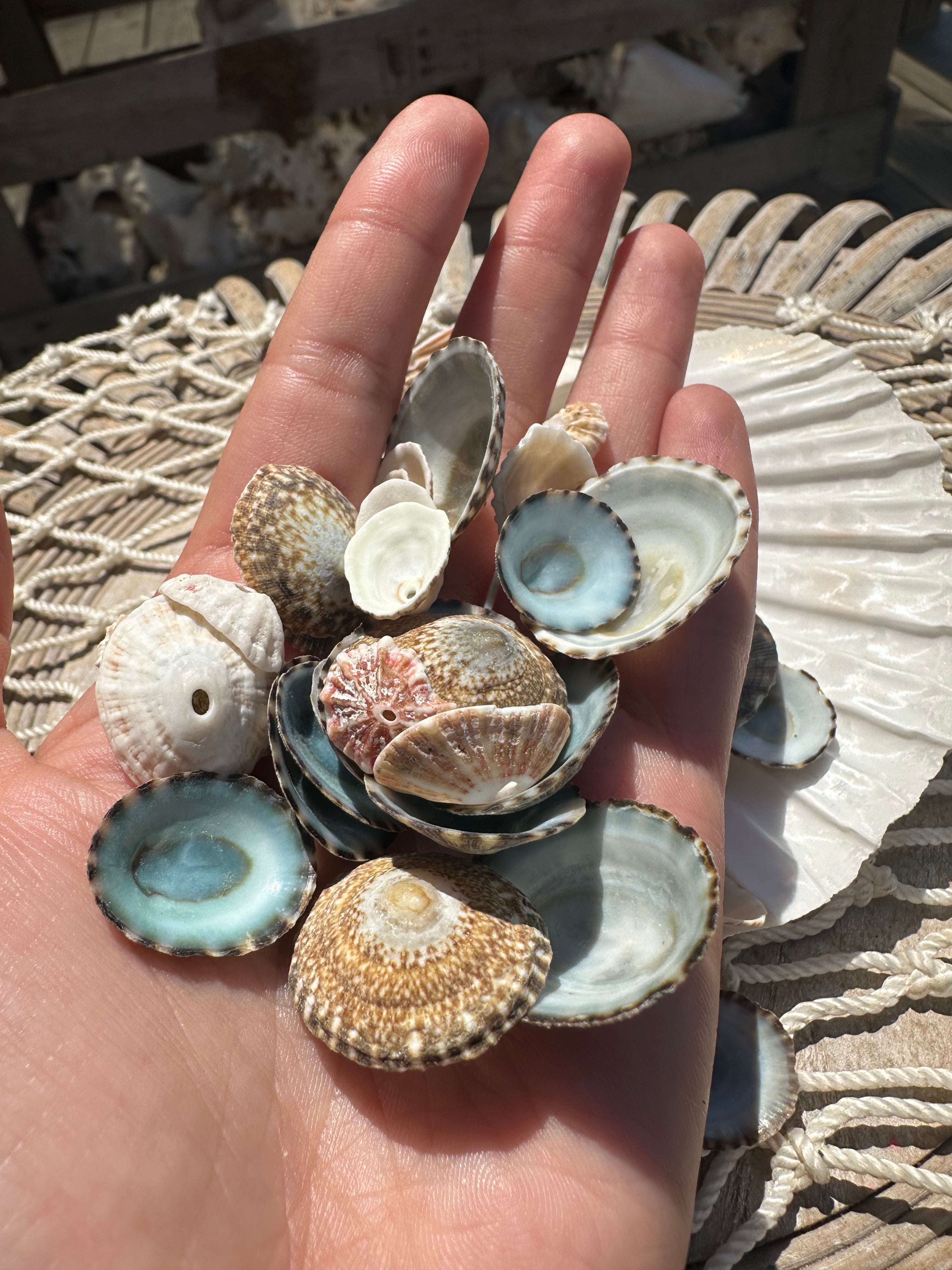 Mixed small limpet shells in natural colors for crafting and coastal decor