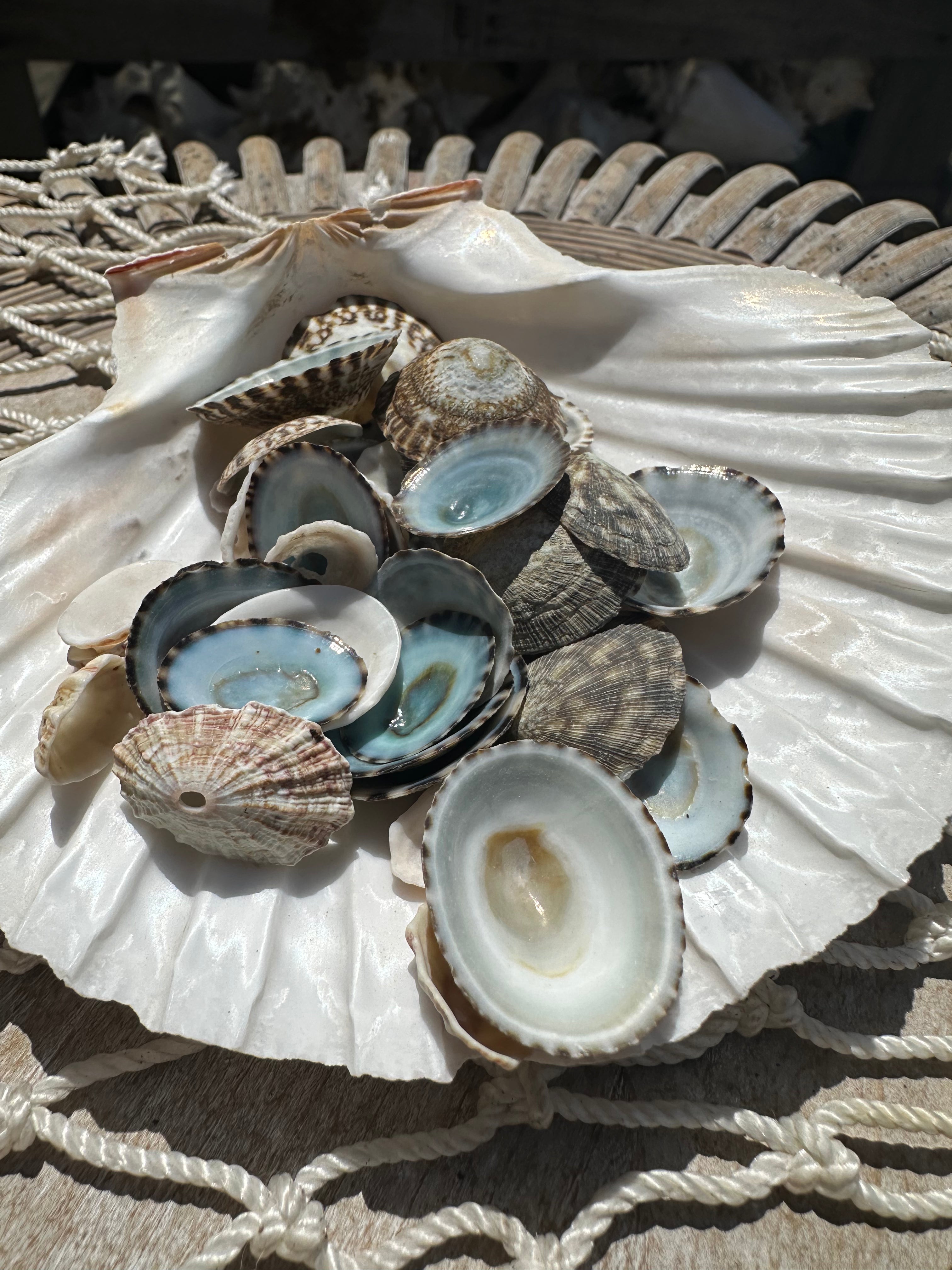 Mixed small limpet shells in natural colors for crafting and coastal decor