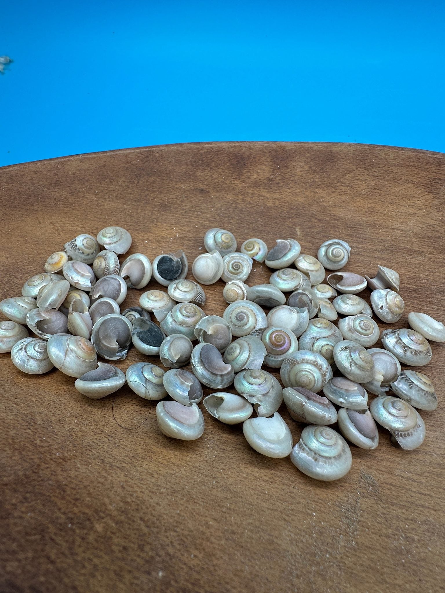 Bulk pearl umbonium button snail shells with natural pearly spiral finish for crafts
