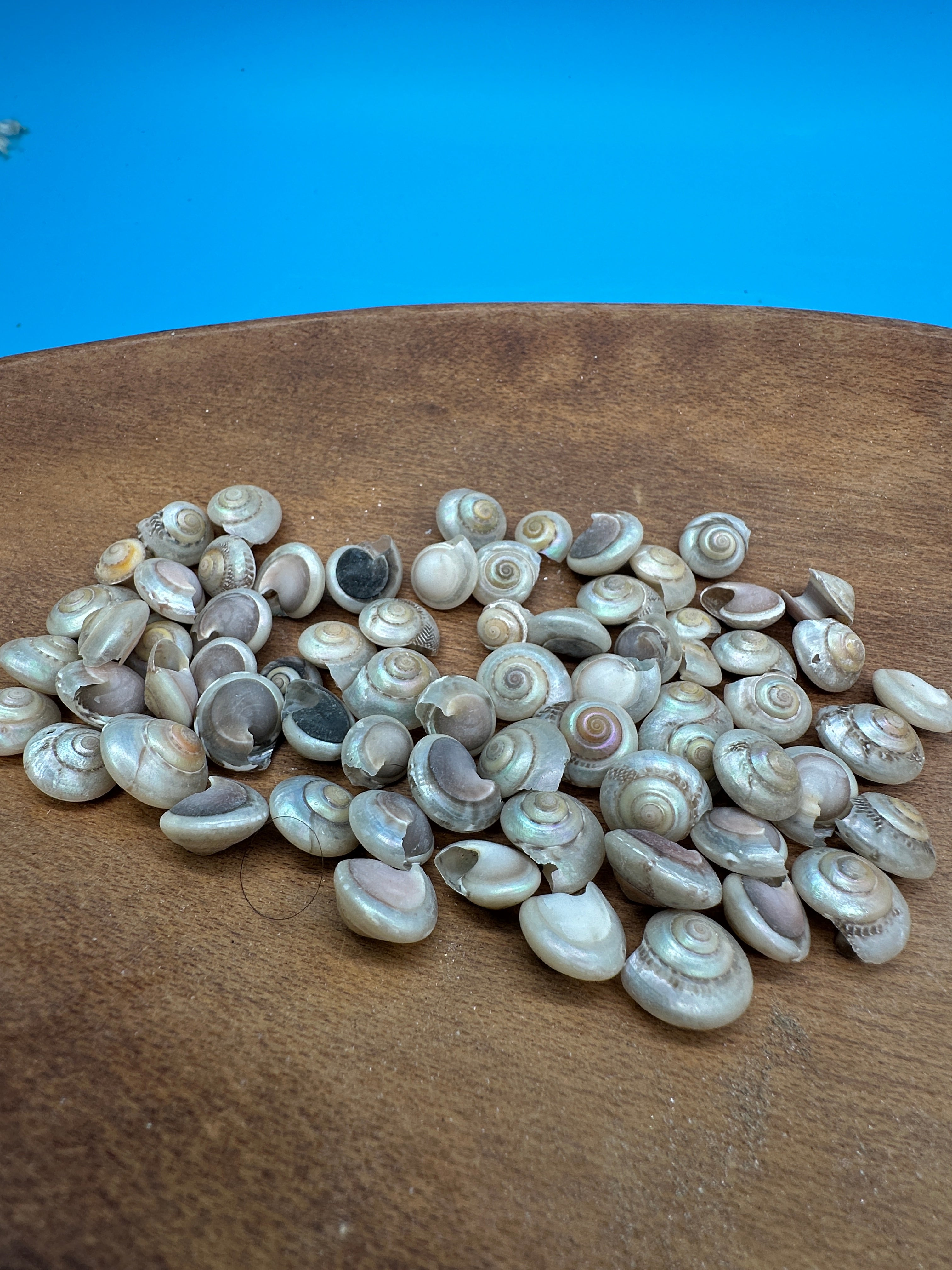 Bulk pearl umbonium button snail shells with natural pearly spiral finish for crafts