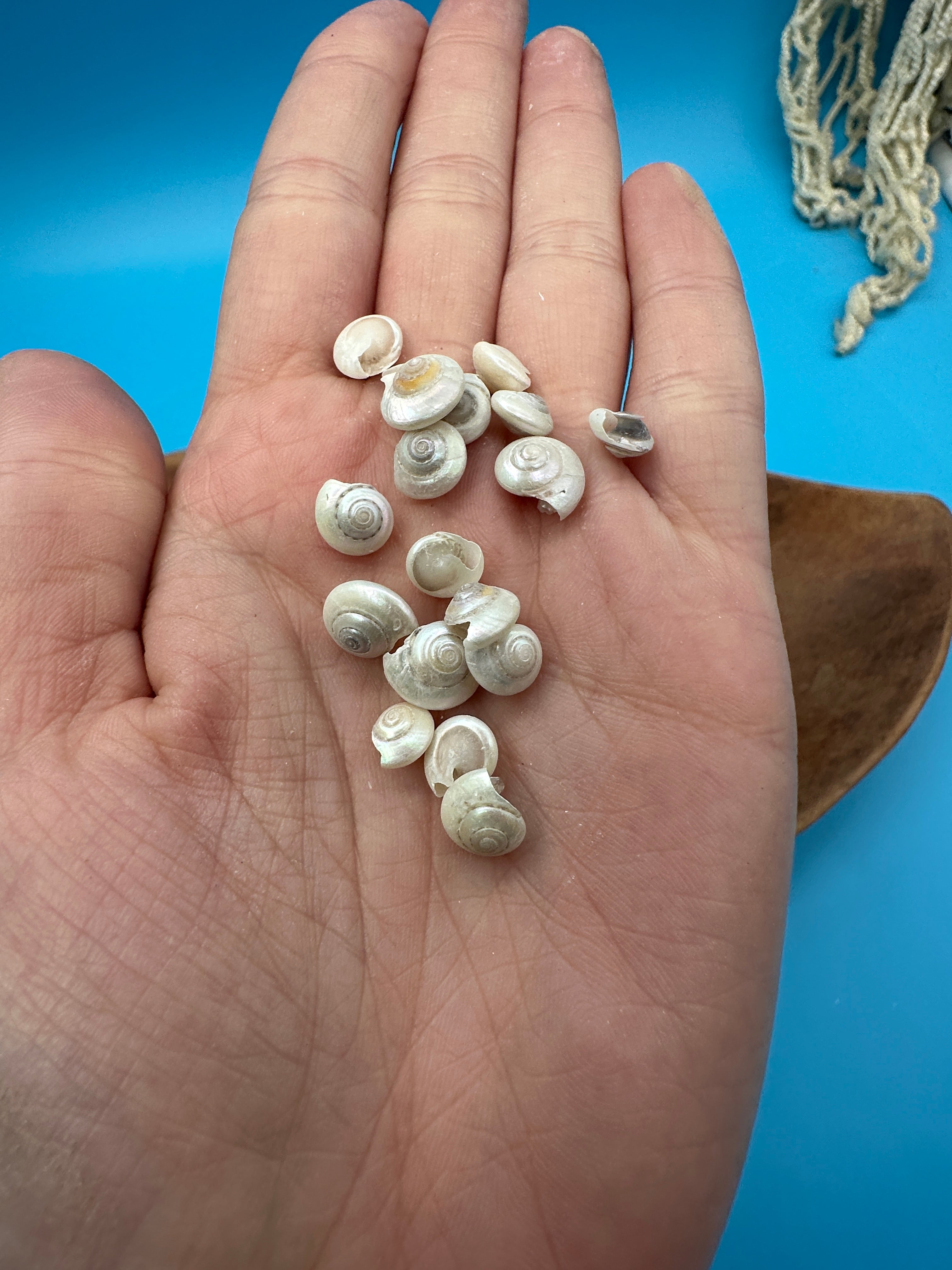 Bulk pearl umbonium button snail shells with natural pearly spiral finish for crafts