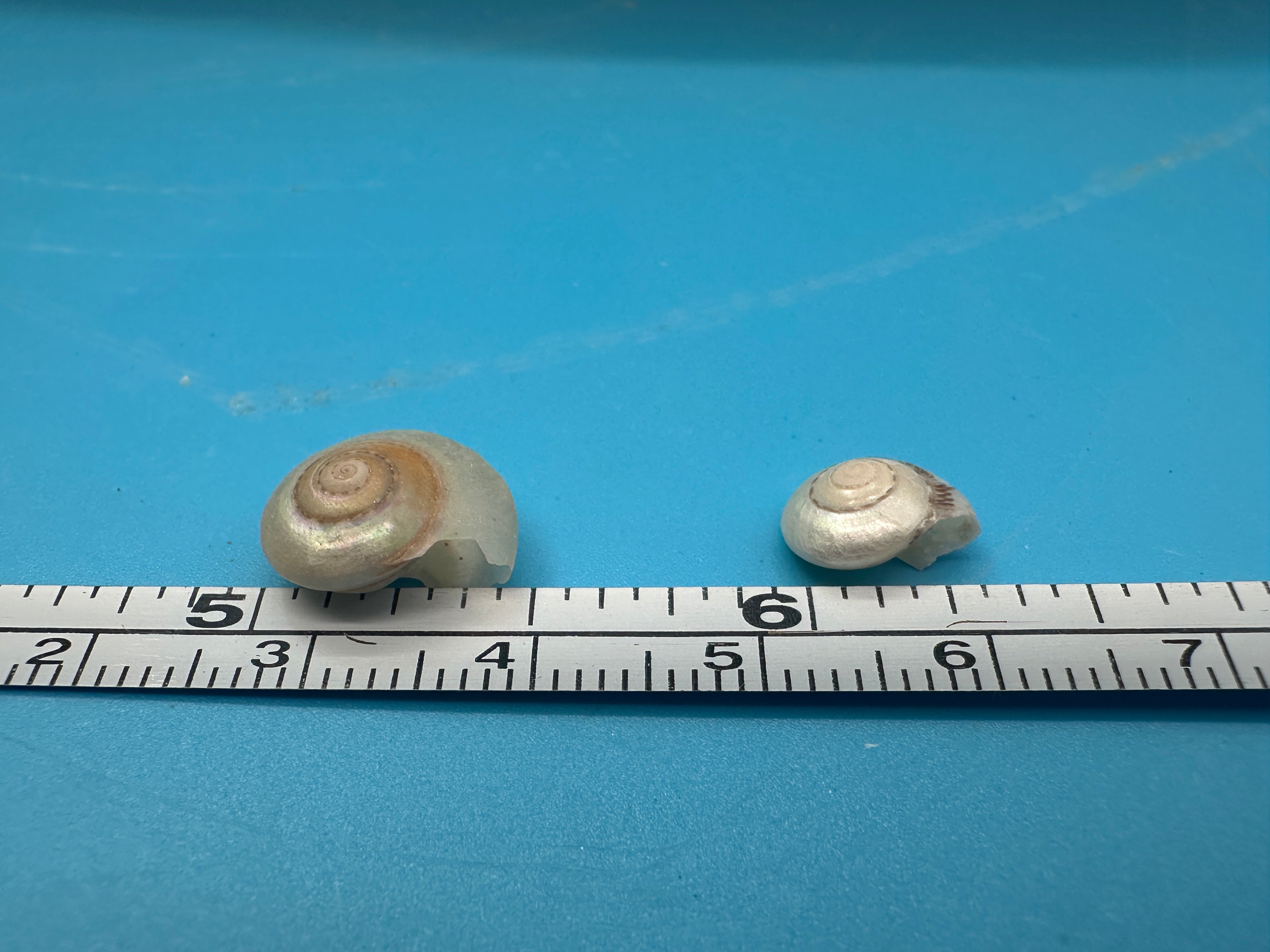 Bulk pearl umbonium button snail shells with natural pearly spiral finish for crafts