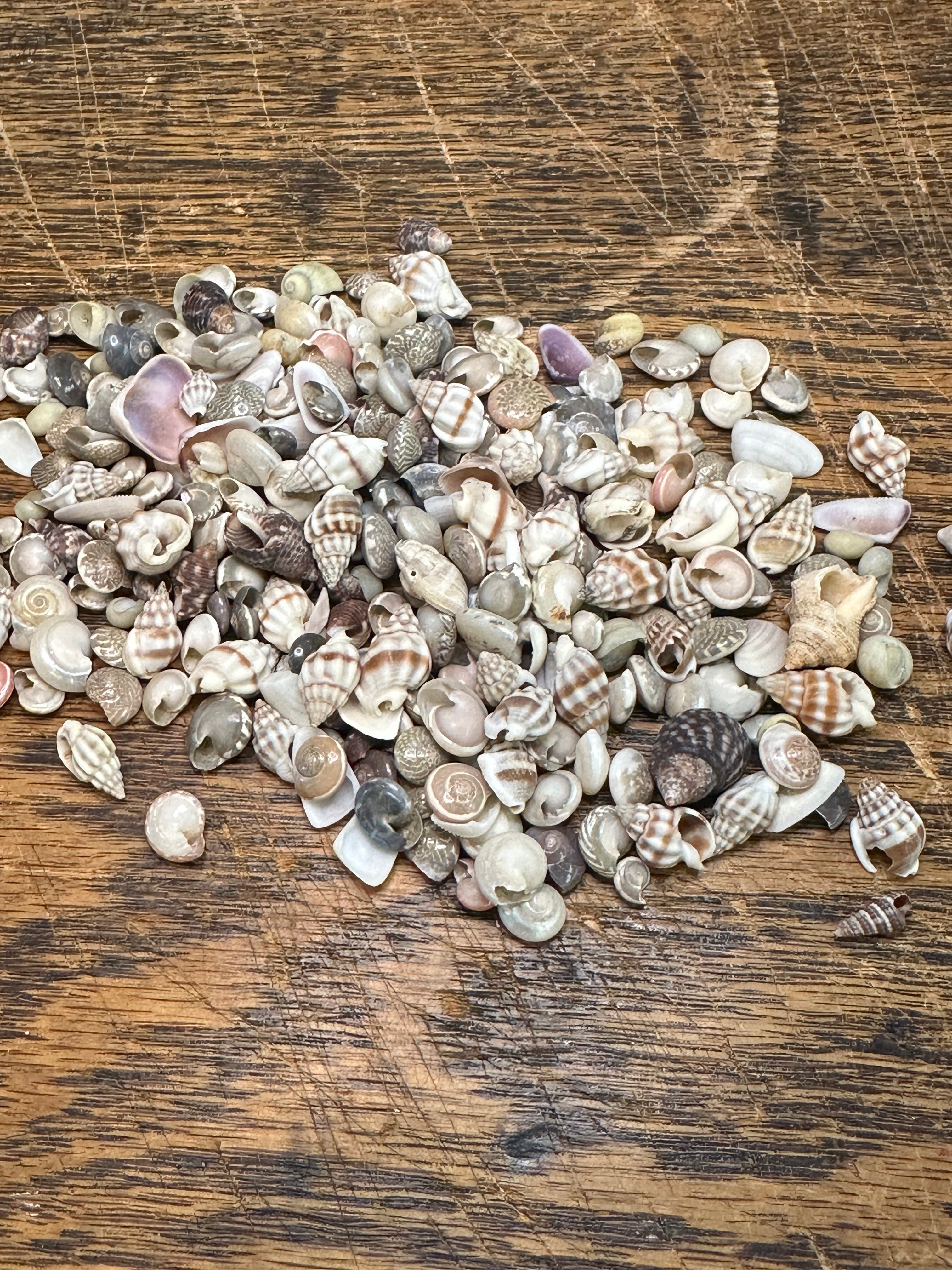 Bulk mix of tiny natural shells for crafting and resin art