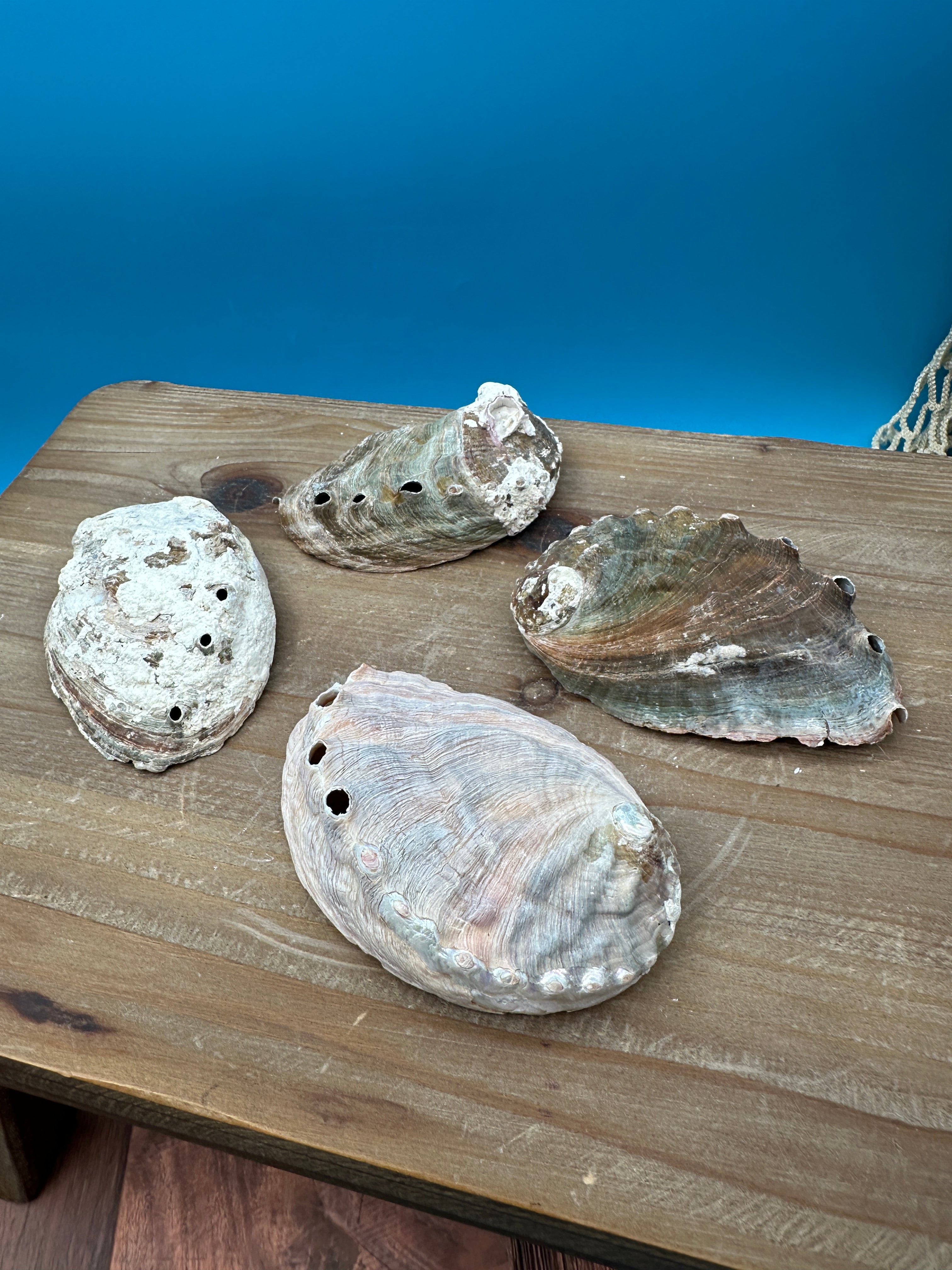 Natural raw abalone shells with colorful iridescent interiors in blue, green, silver, and pearl shades
