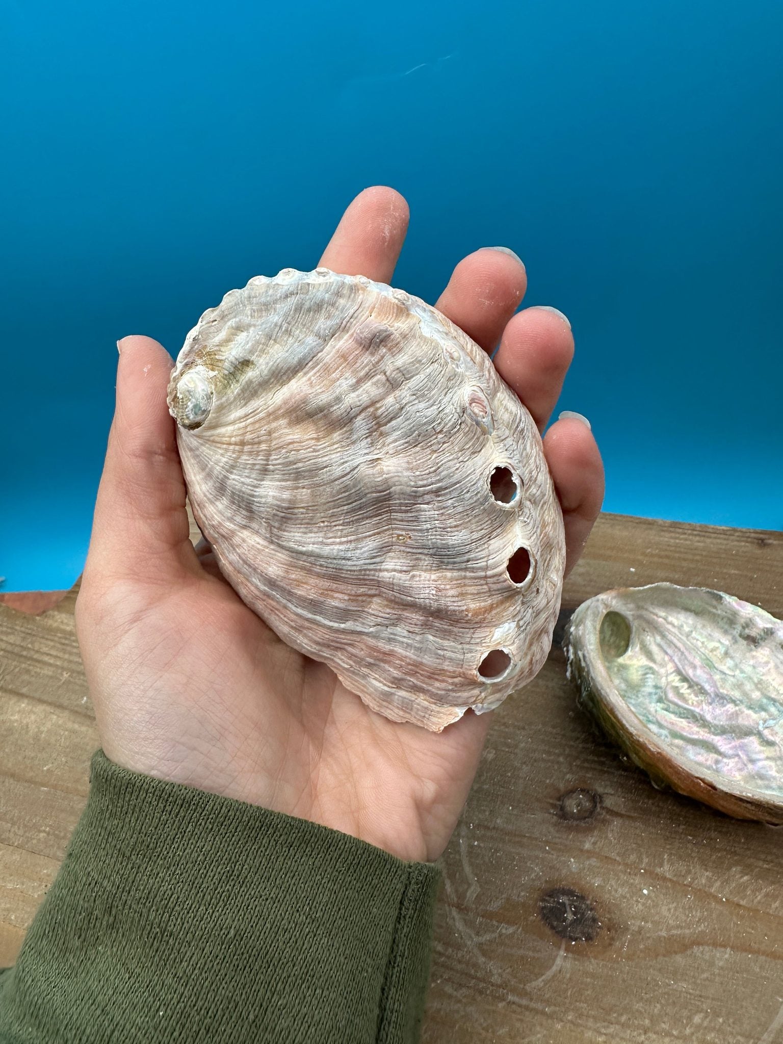 Natural raw abalone shells with colorful iridescent interiors in blue, green, silver, and pearl shades