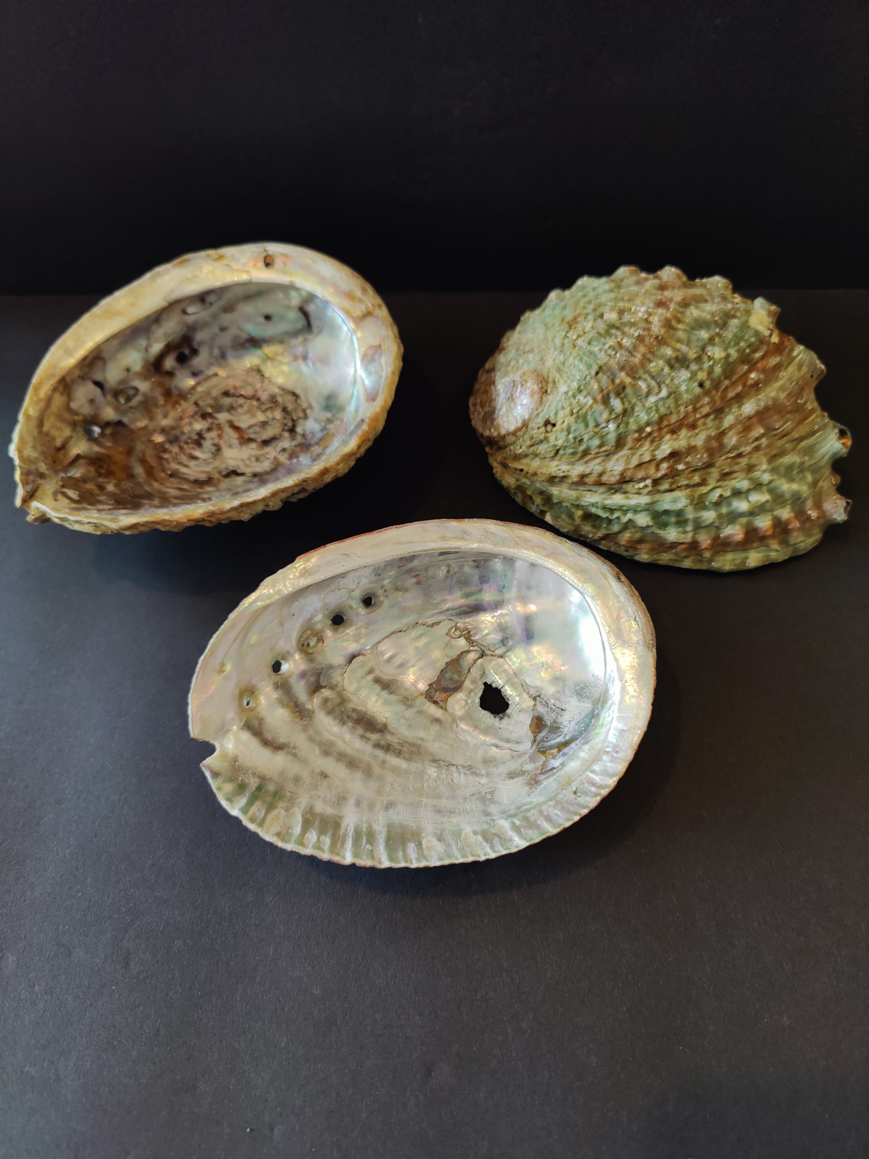 Abalone Shell 5" by Rare Earth Gallery - main product image for Resin Society