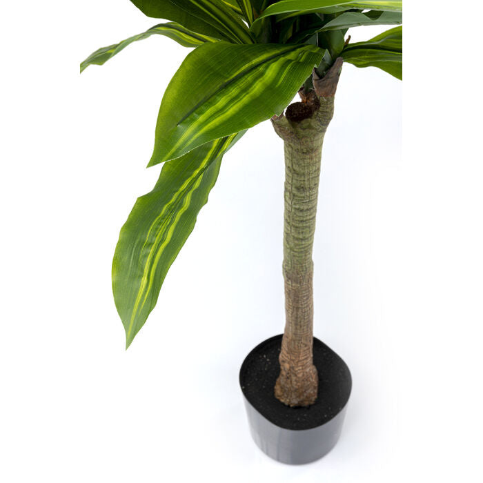 Deco Plant Dracaena Fragrans 180