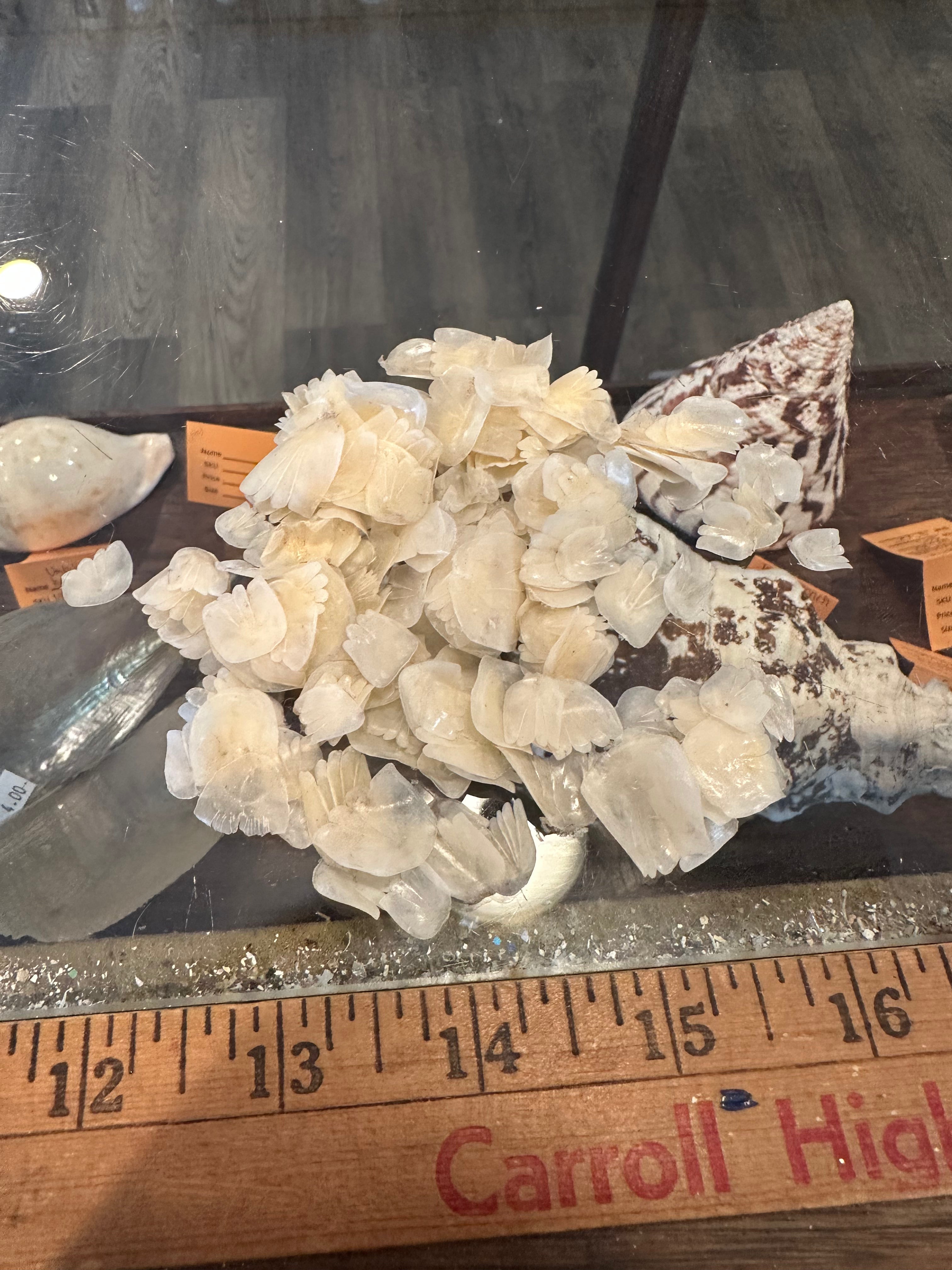 Close-up of natural Tarpon fish scales showing pearly translucent finish in small and large sizes for crafting