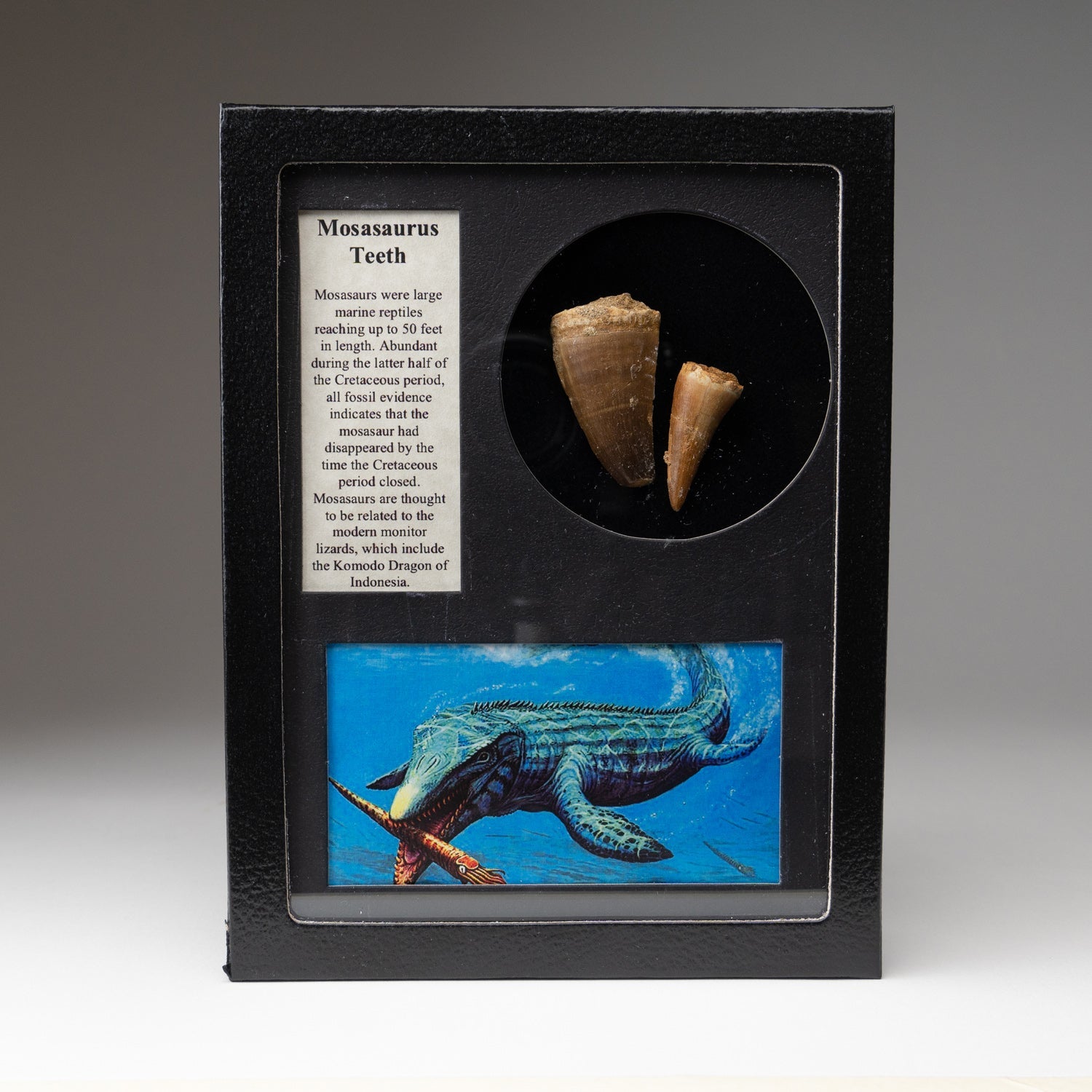 Genuine Mosasaur tooth in a glass display box with label and description