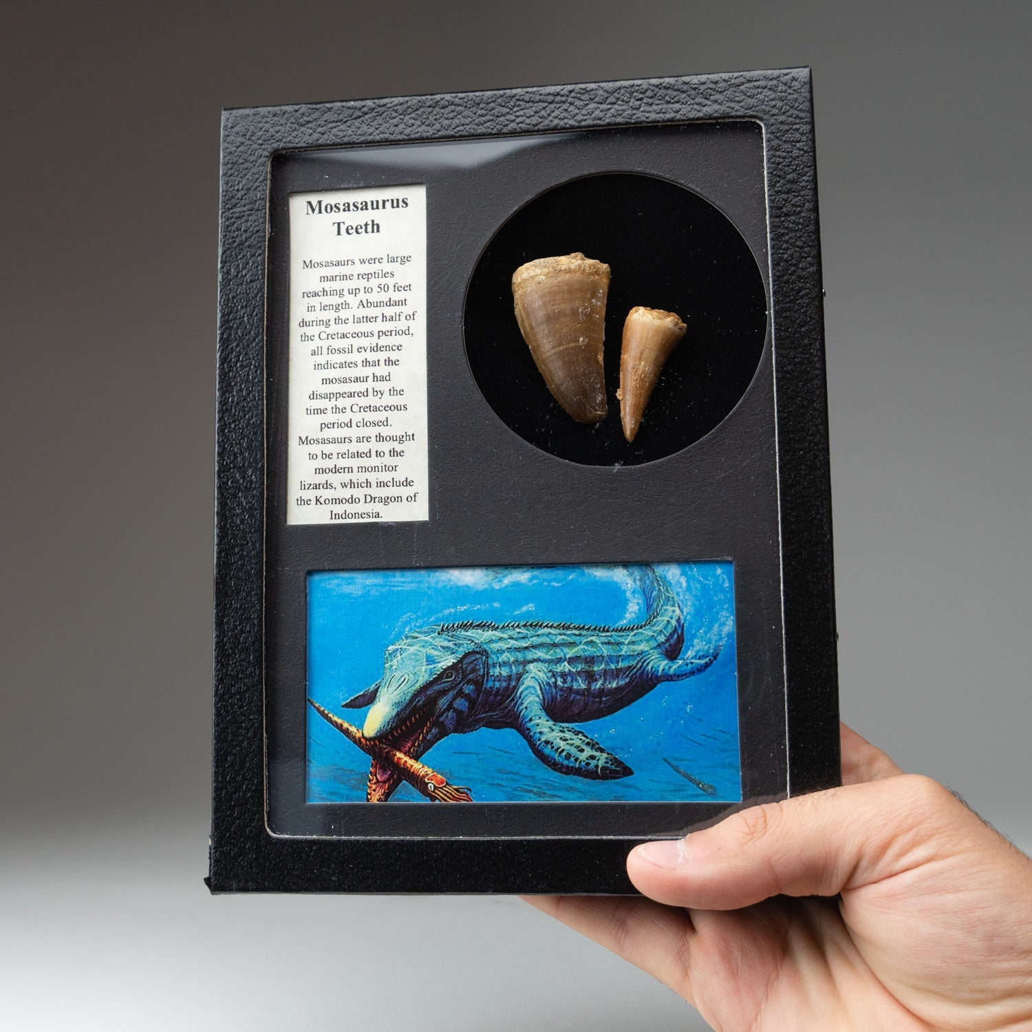 Genuine Mosasaur Teeth in a Glass Display Box