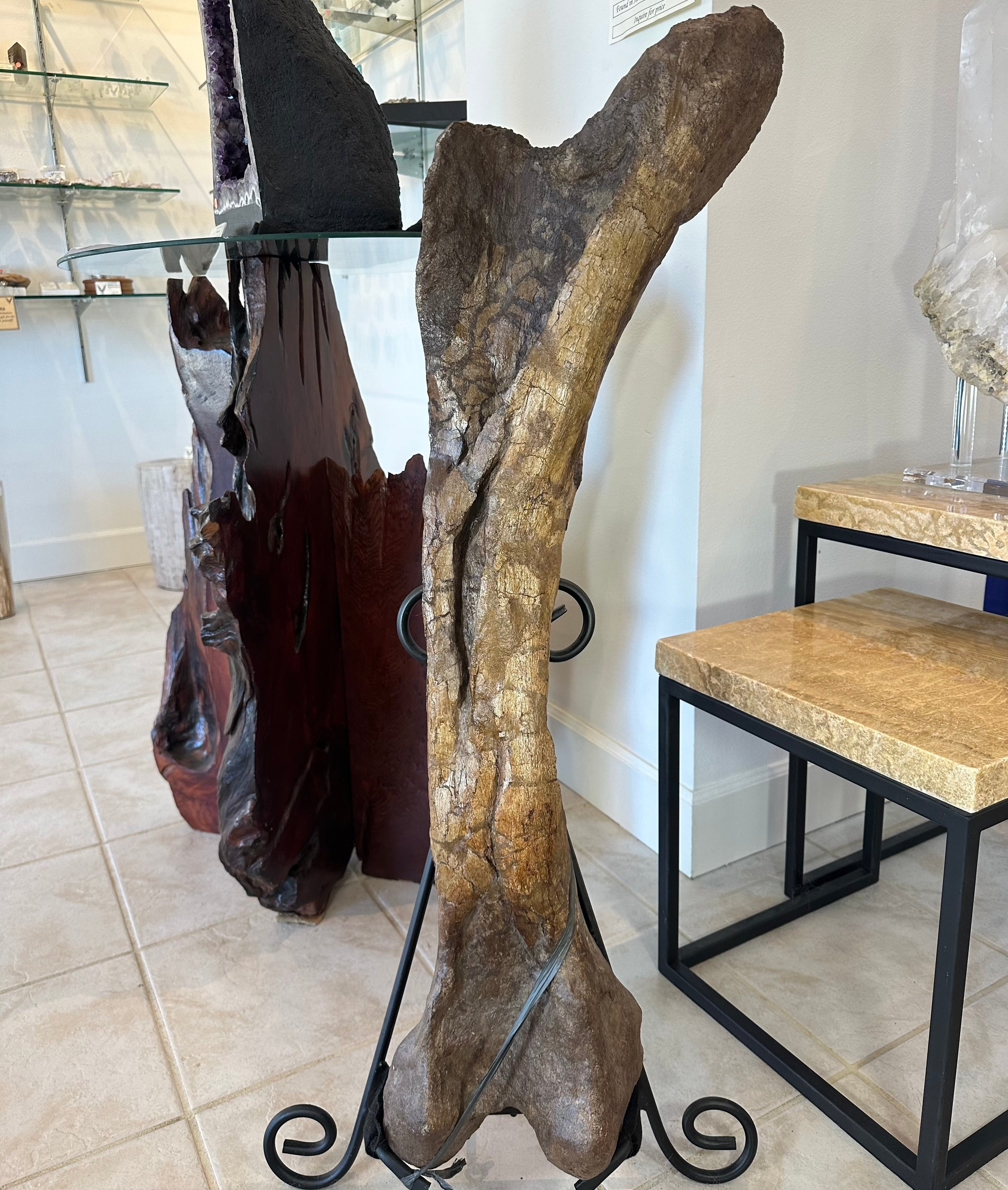 37" Hadrosaur Femur by Rare Earth Gallery - product image 2 for Resin Society