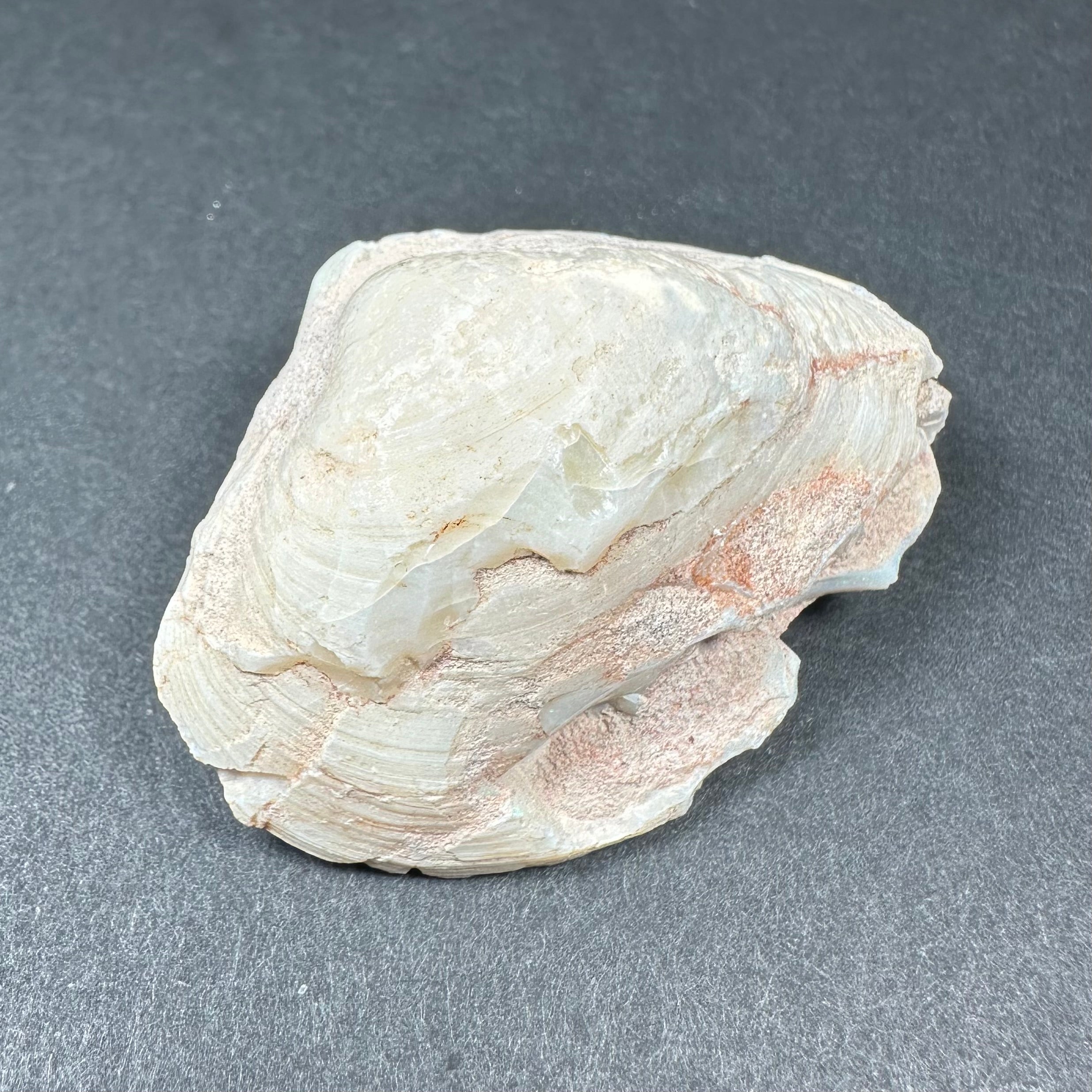 Natural Opalized Clam Shell