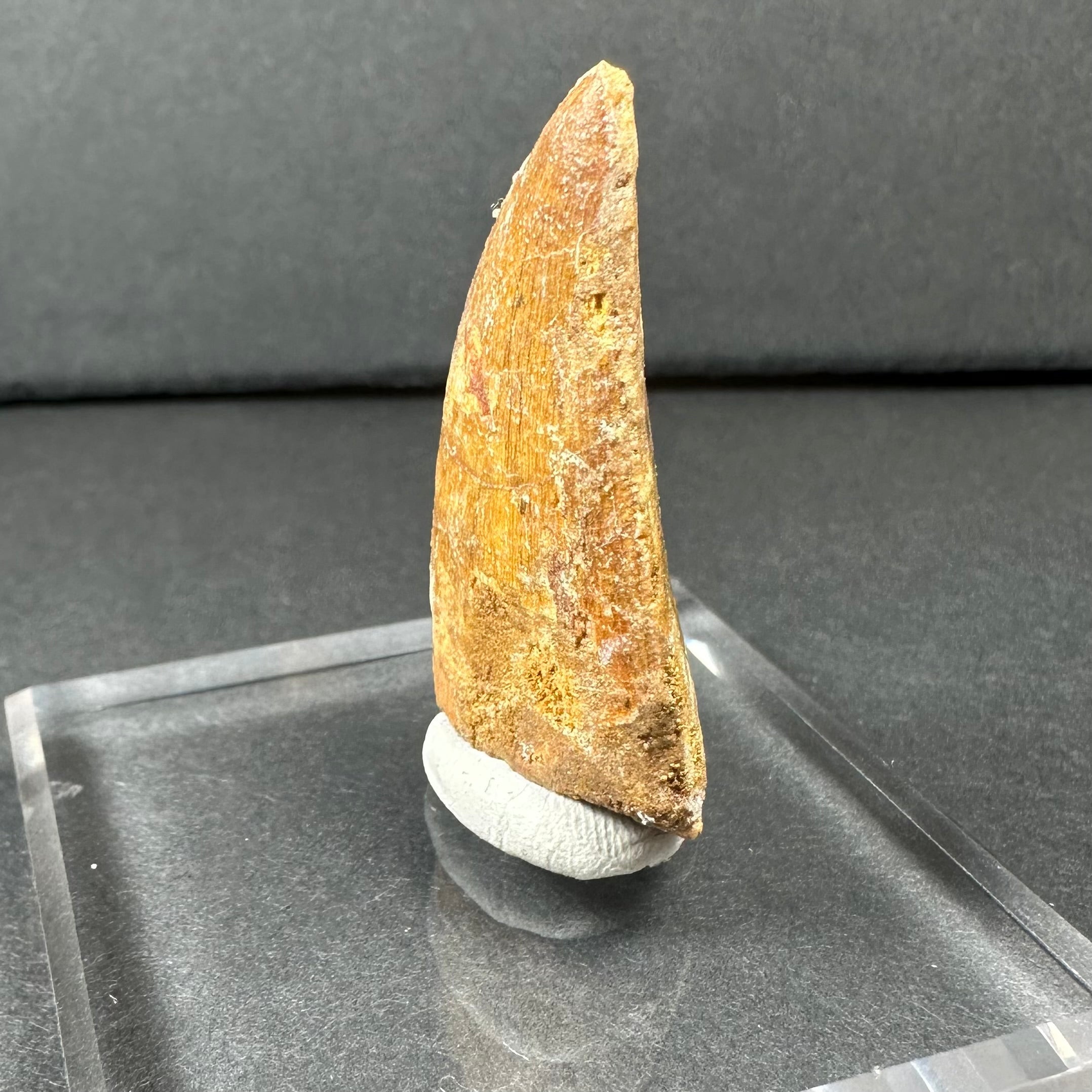 Carcharodontosaurus Tooth 1.75" from Morocco by Rare Earth Gallery - product image 4 for Resin Society