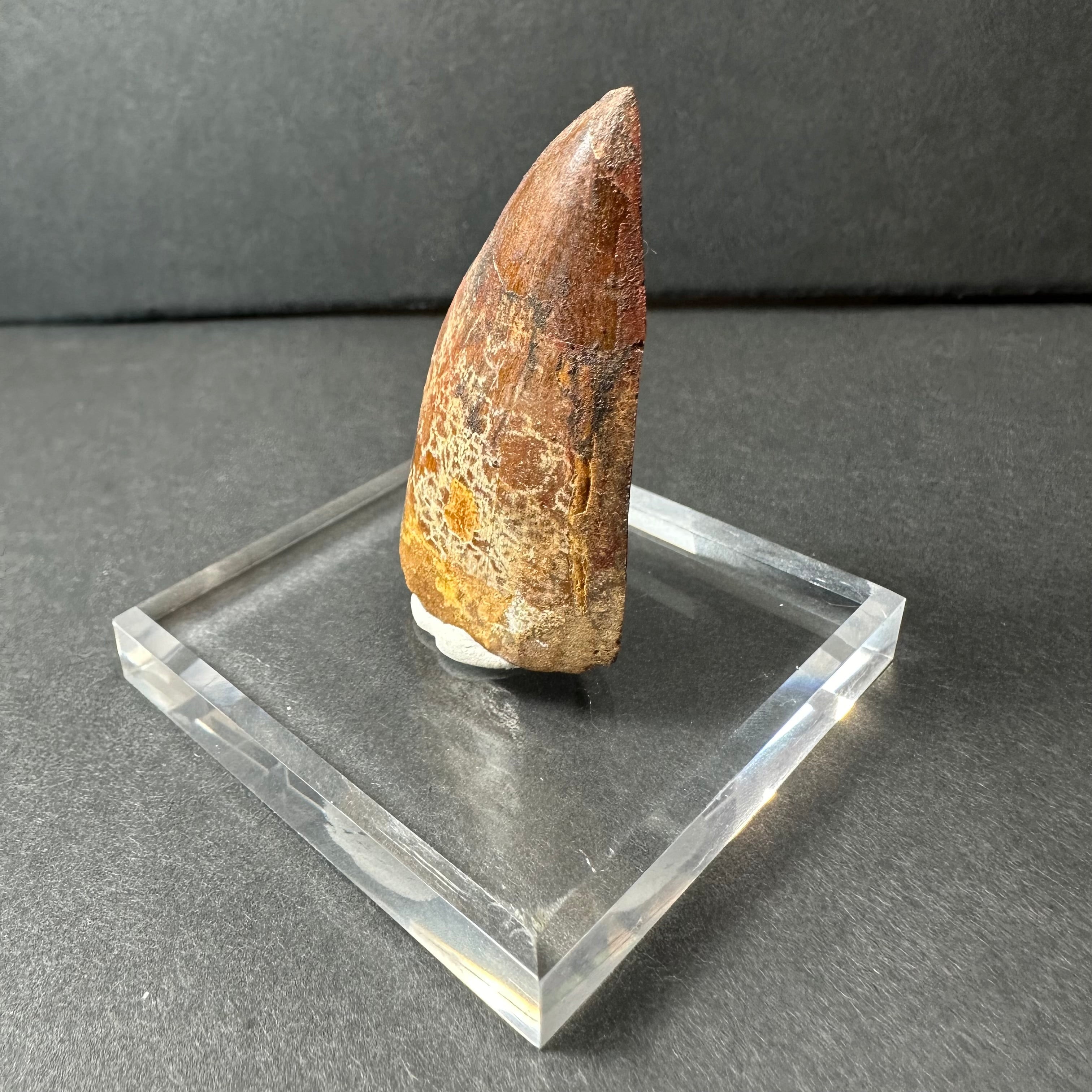 Carcharodontosaurus Tooth 1.9" from Morocco by Rare Earth Gallery - product image 3 for Resin Society