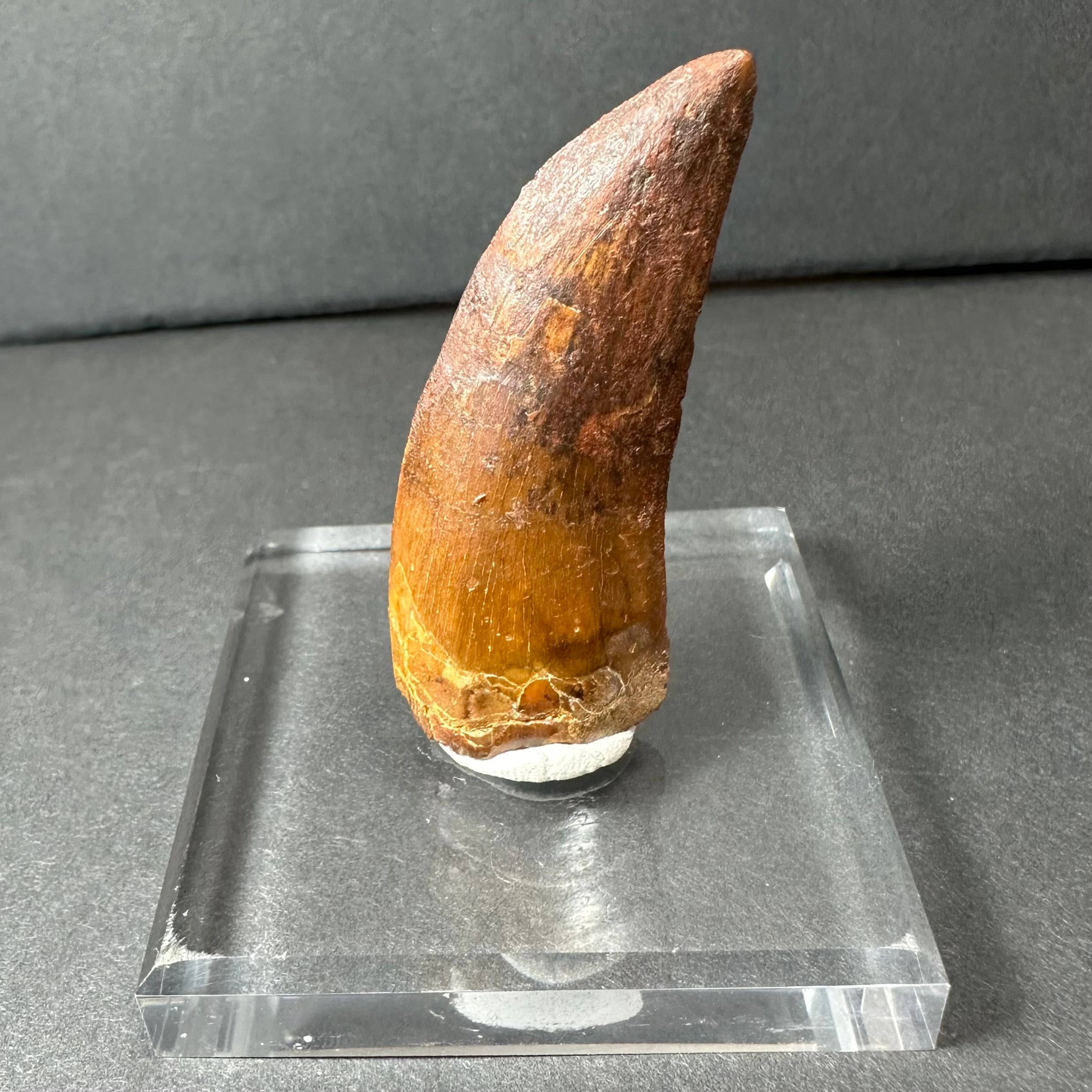 Carcharodontosaurus Tooth 2" from Morocco by Rare Earth Gallery - product image 3 for Resin Society