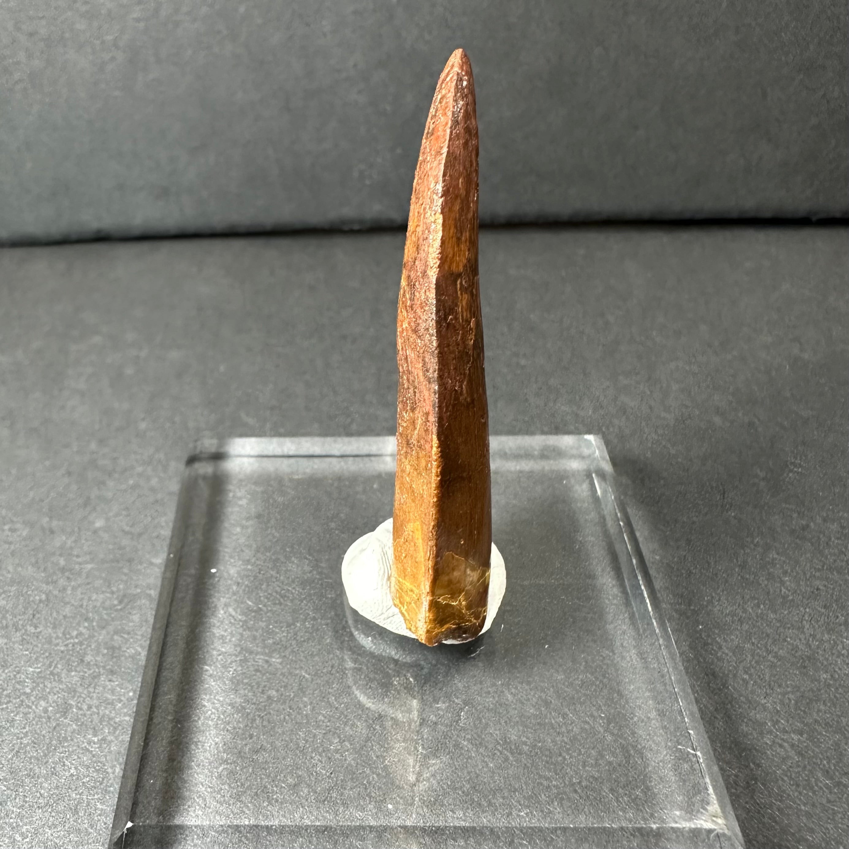 Carcharodontosaurus Tooth 2" from Morocco by Rare Earth Gallery - product image 2 for Resin Society