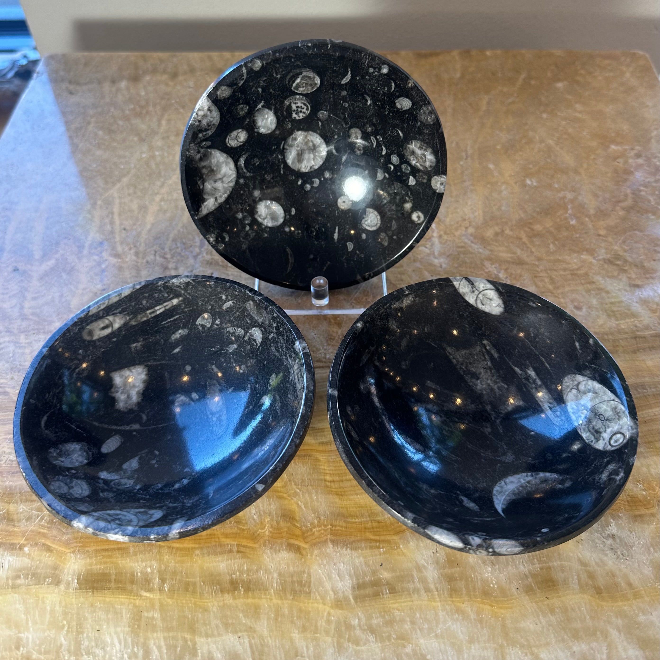 Polished black limestone bowl displaying orthoceras fossils from Morocco