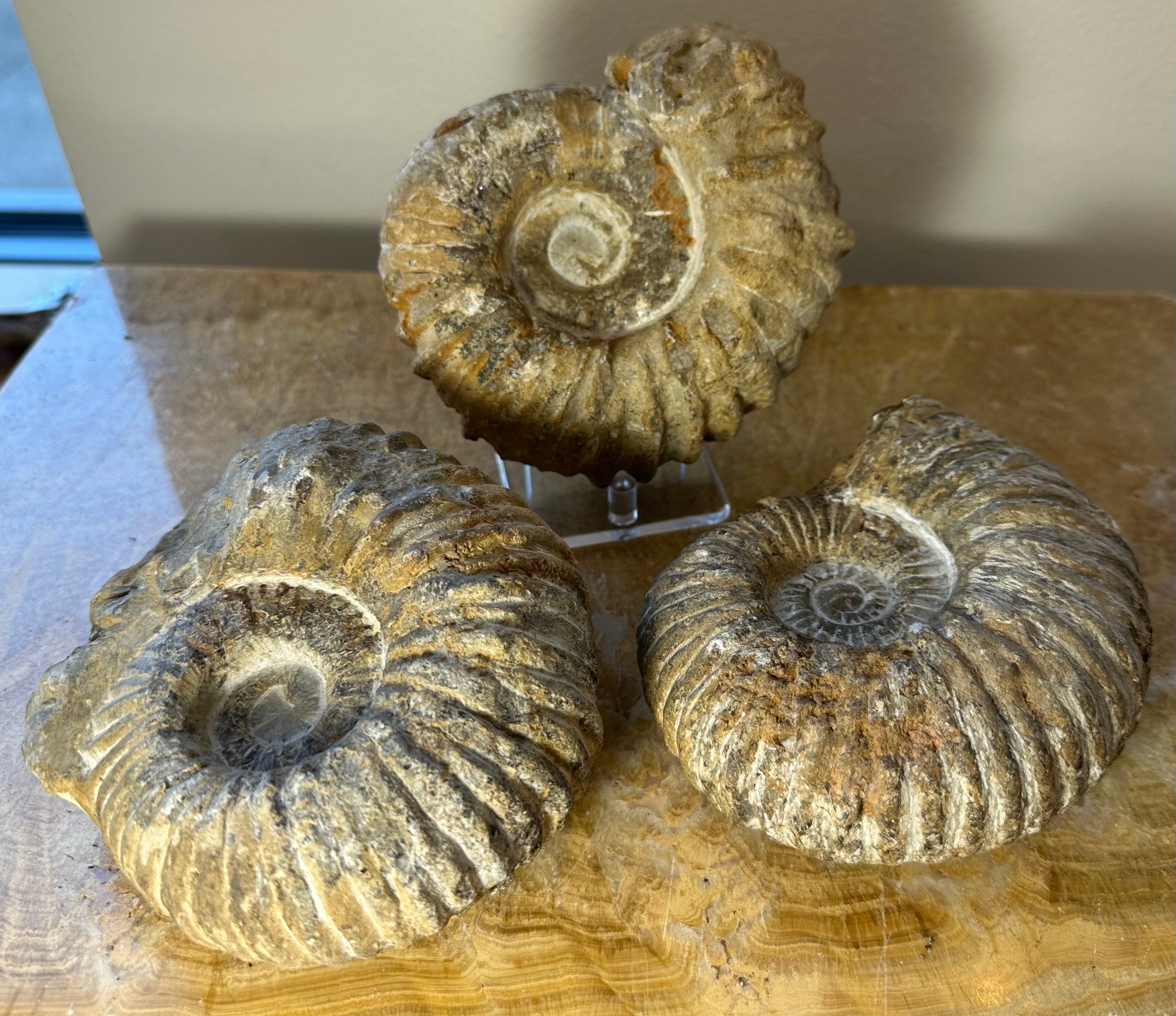 Close-up photo of an Ammonite fossil from Morocco showcasing detailed spiral shell pattern