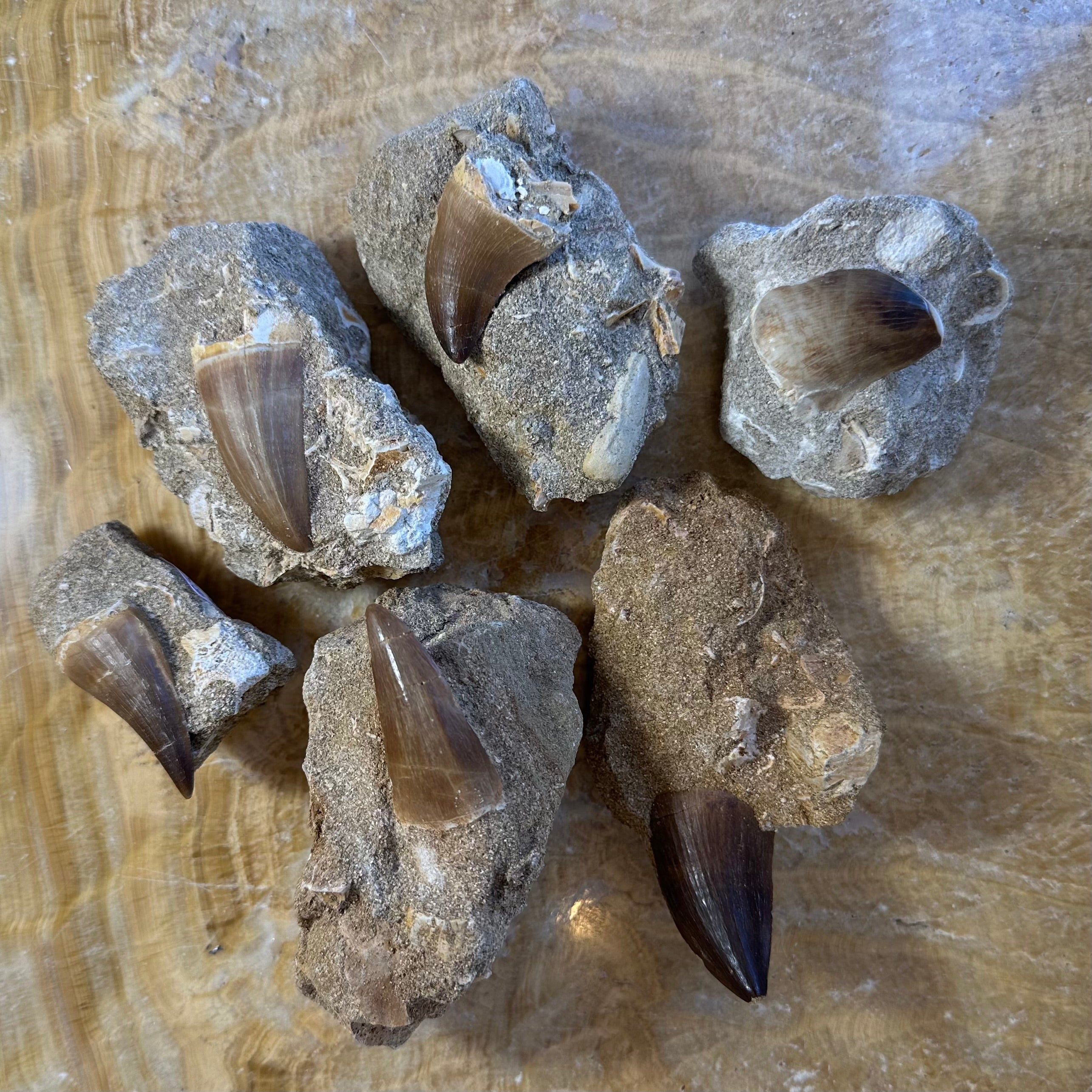 Close-up of a 1.5 inch Mosasaur tooth fossil embedded on matrix from Morocco