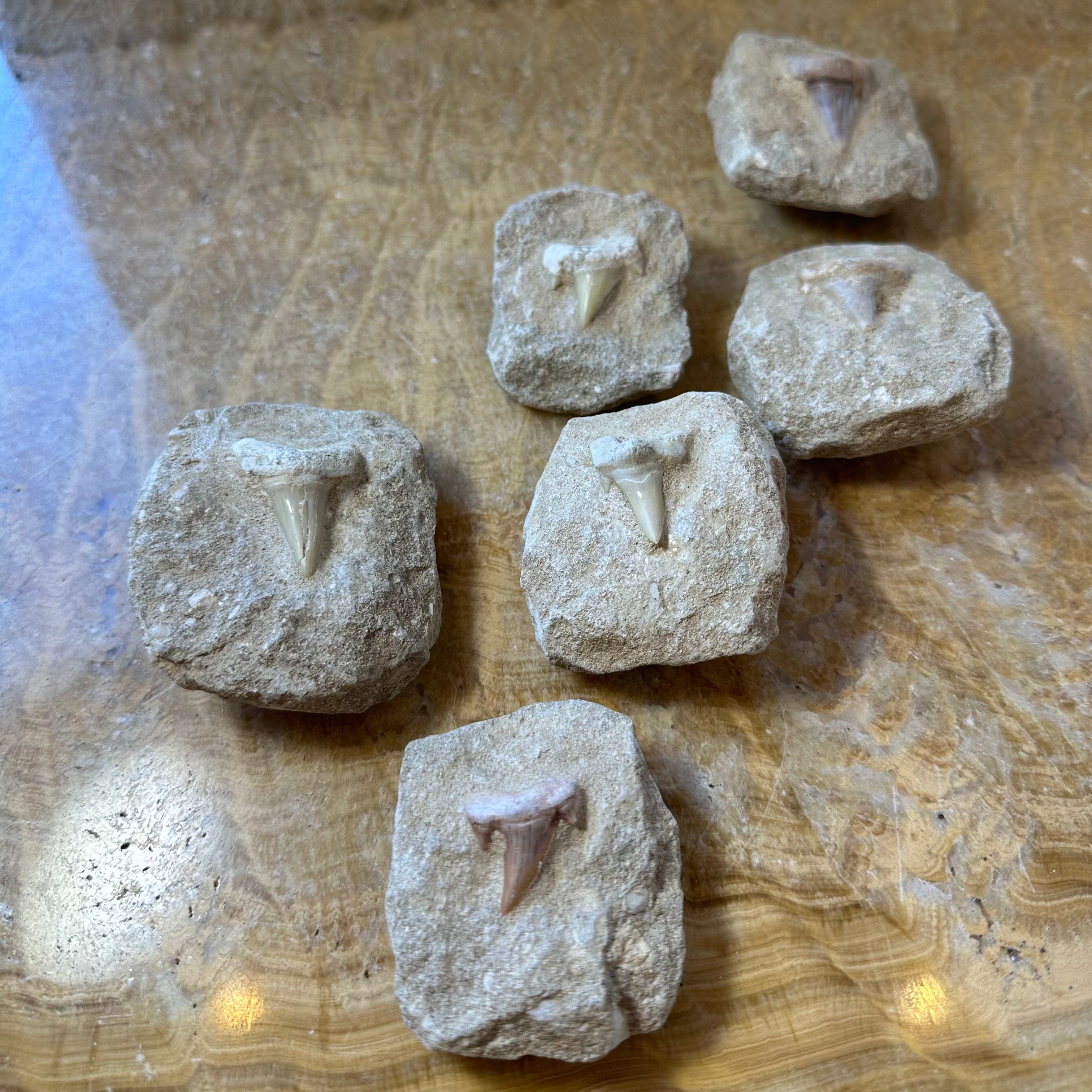 Otodus Obliquus Shark Tooth Fossil on Matrix showing a dark tooth on a rough stone matrix