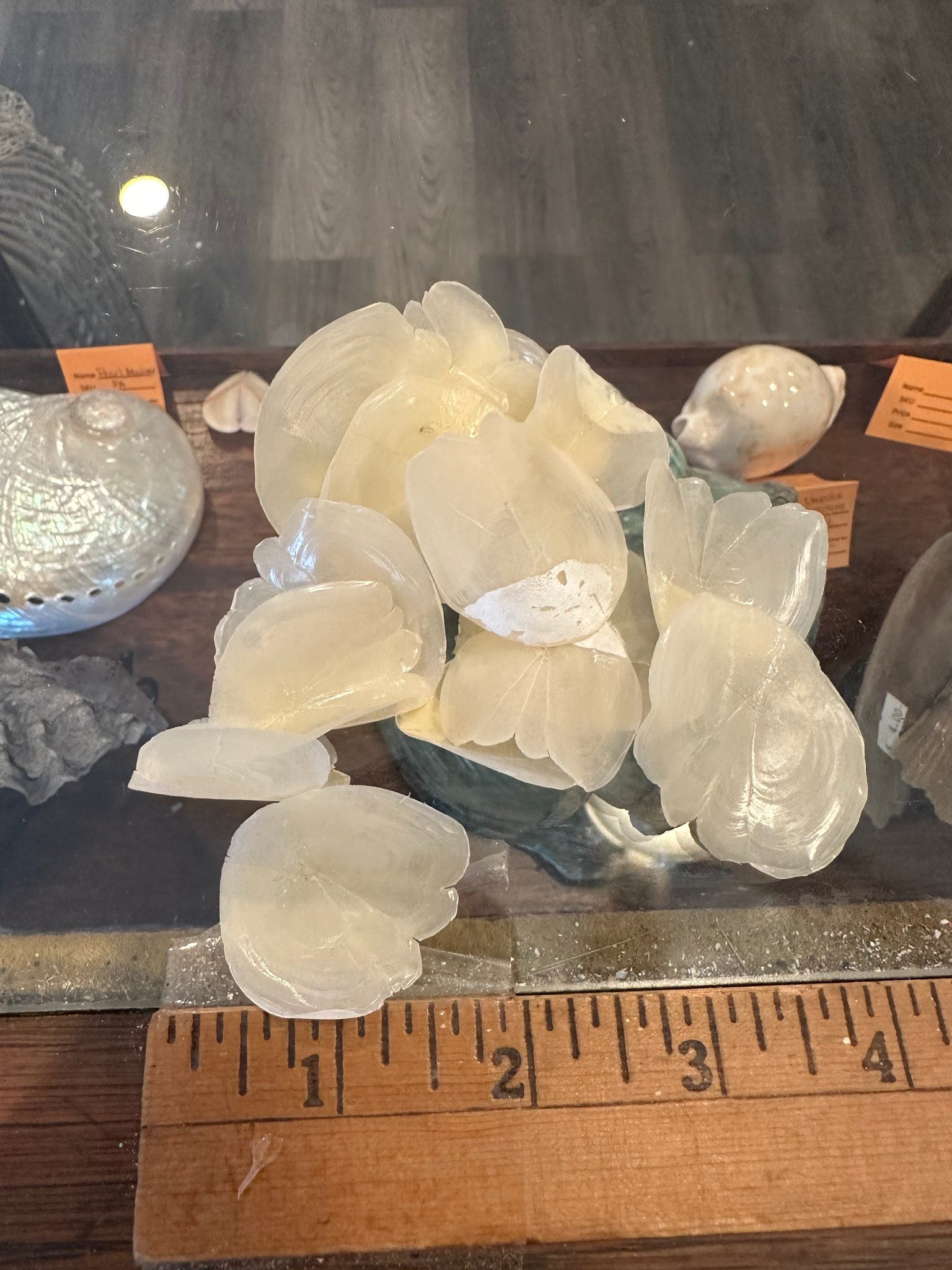 Close-up of natural Tarpon fish scales showing pearly translucent finish in small and large sizes for crafting