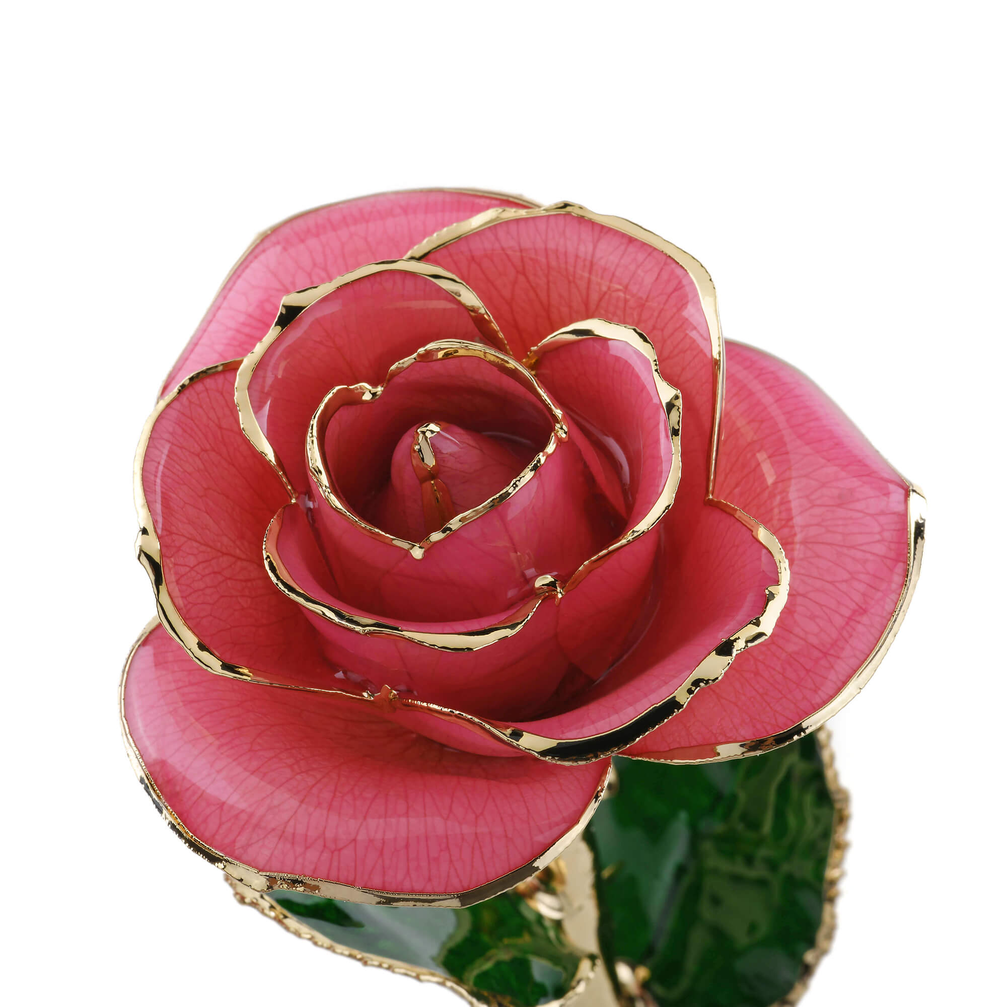 Timeless Rose (Rich Pink) by ROSEPHORIA
