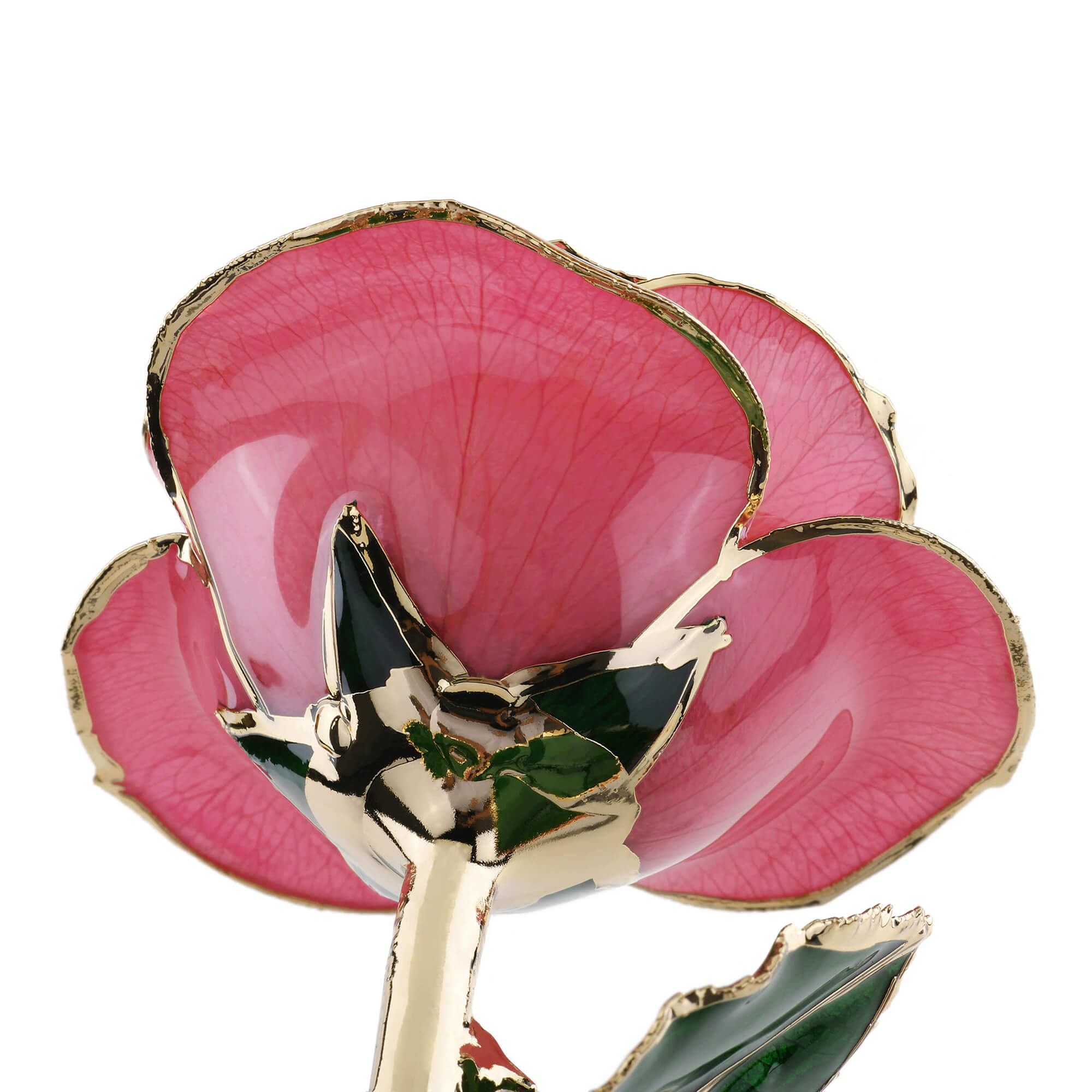 Timeless Rose (Rich Pink) by ROSEPHORIA