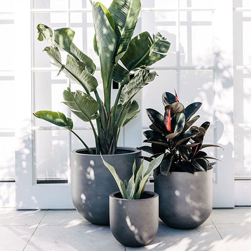Straight Up Planter by The Balcony Garden US